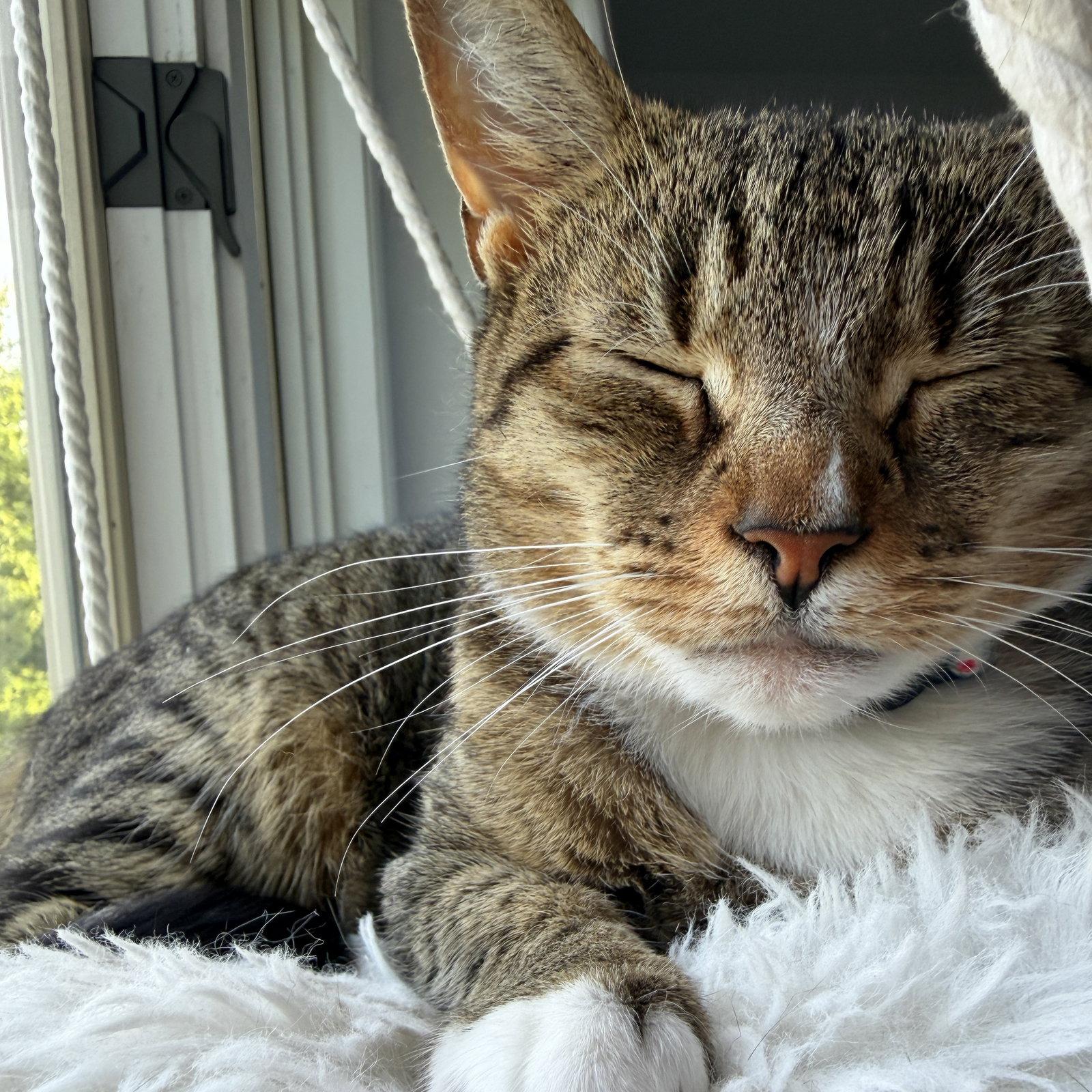 Enlarge Chicken, a Adoptable Domestic Short Hair in Naugatuck, CT image 2/3