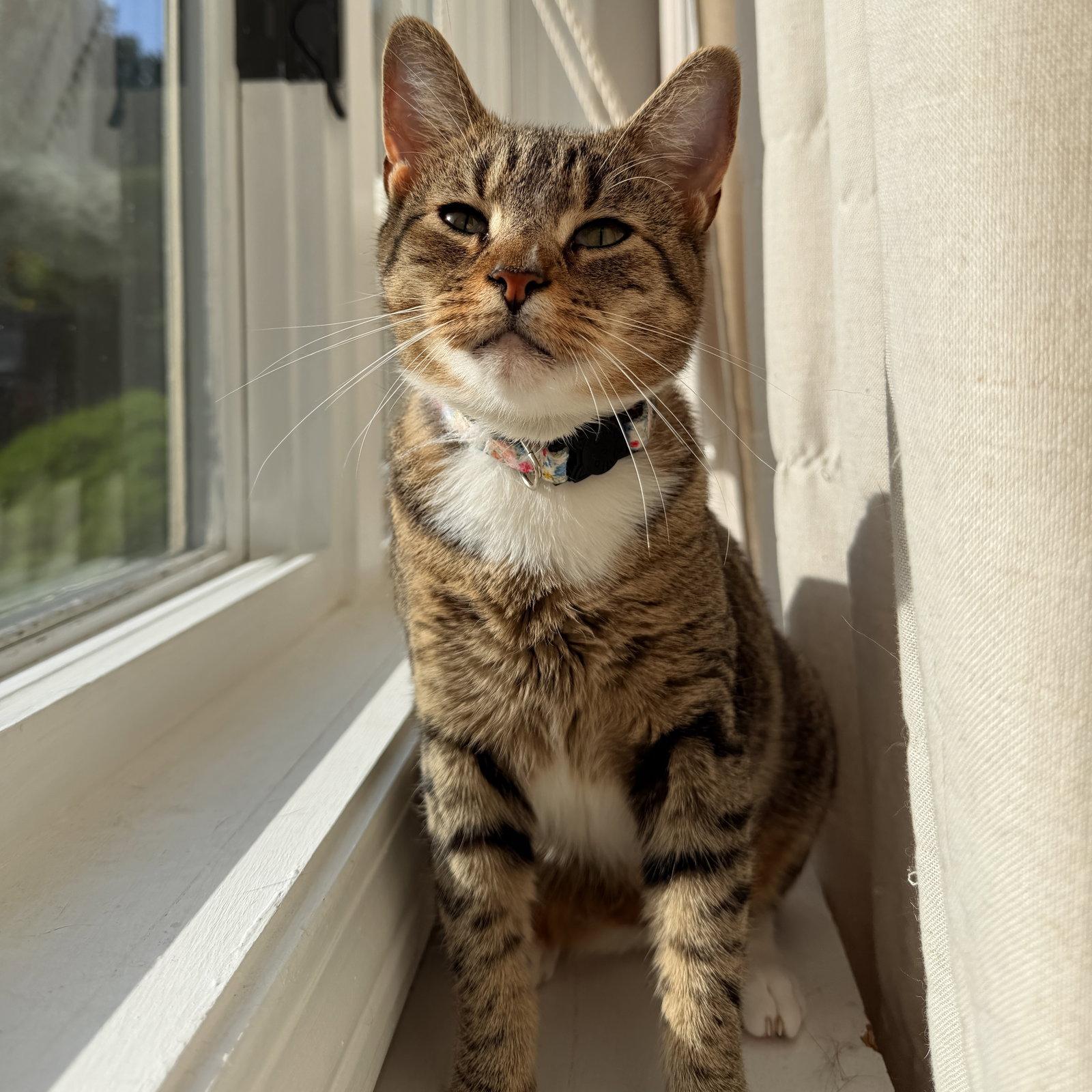 Enlarge Chicken, a Adoptable Domestic Short Hair in Naugatuck, CT image 3/3