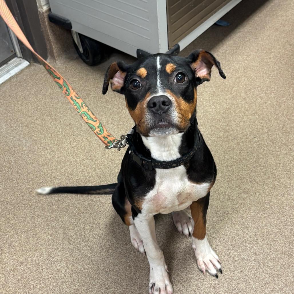 Smores, Adoptable, Young Female Doberman Pinscher & Mixed Breed.