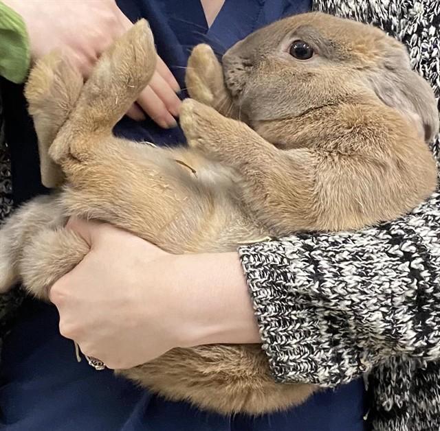PLYMOUTH, Adoptable, Adult Male Bunny Rabbit.