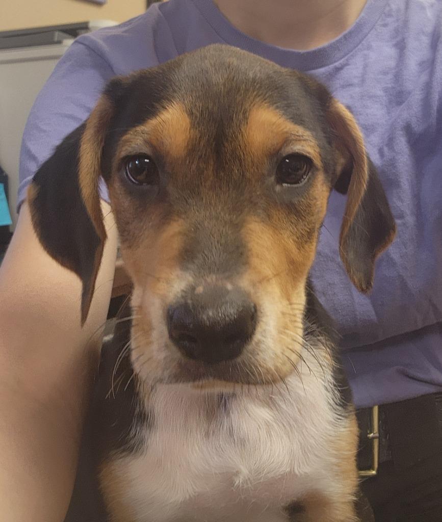 Zara, a Adoptable mixed breed in Maumelle, AR image 1/2
