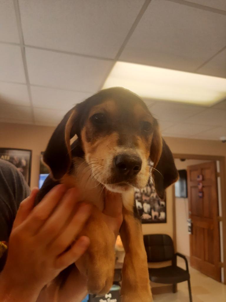 Zara, a Adoptable mixed breed in Maumelle, AR image 2/2