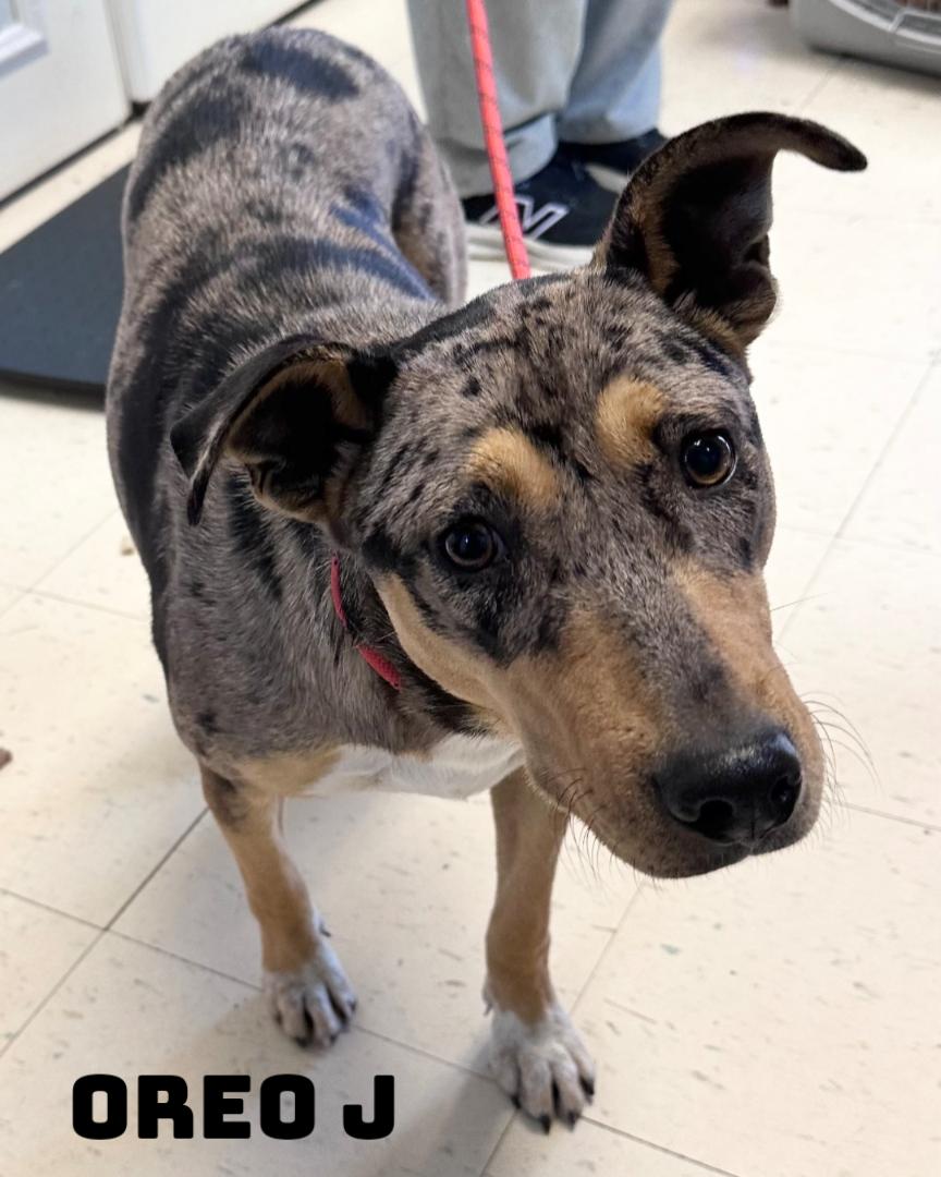 Enlarge Oreo J , a ADOPTABLE mixed breed in Dyersburg, TN image 1/2