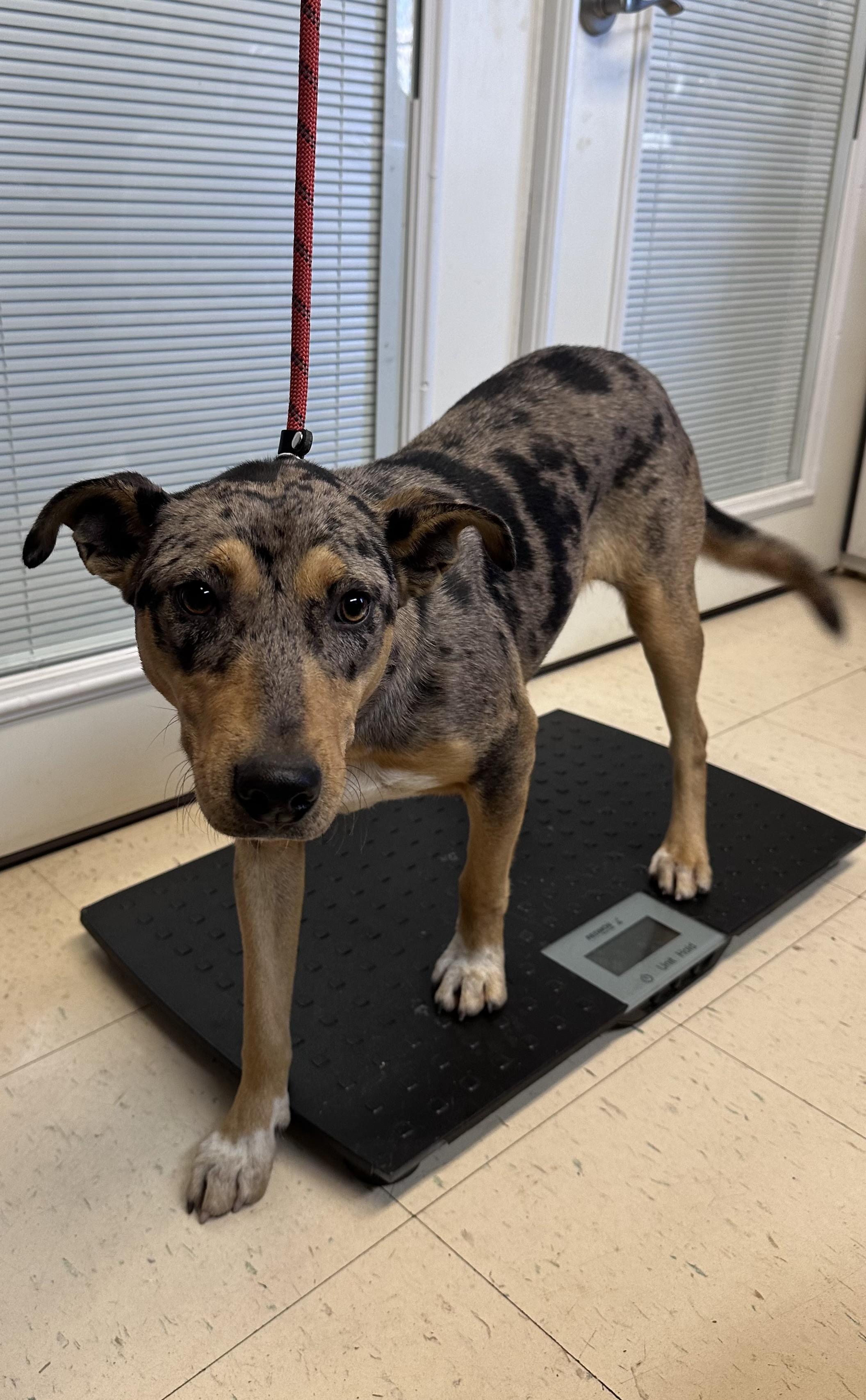 Enlarge Oreo J , a ADOPTABLE mixed breed in Dyersburg, TN image 2/2