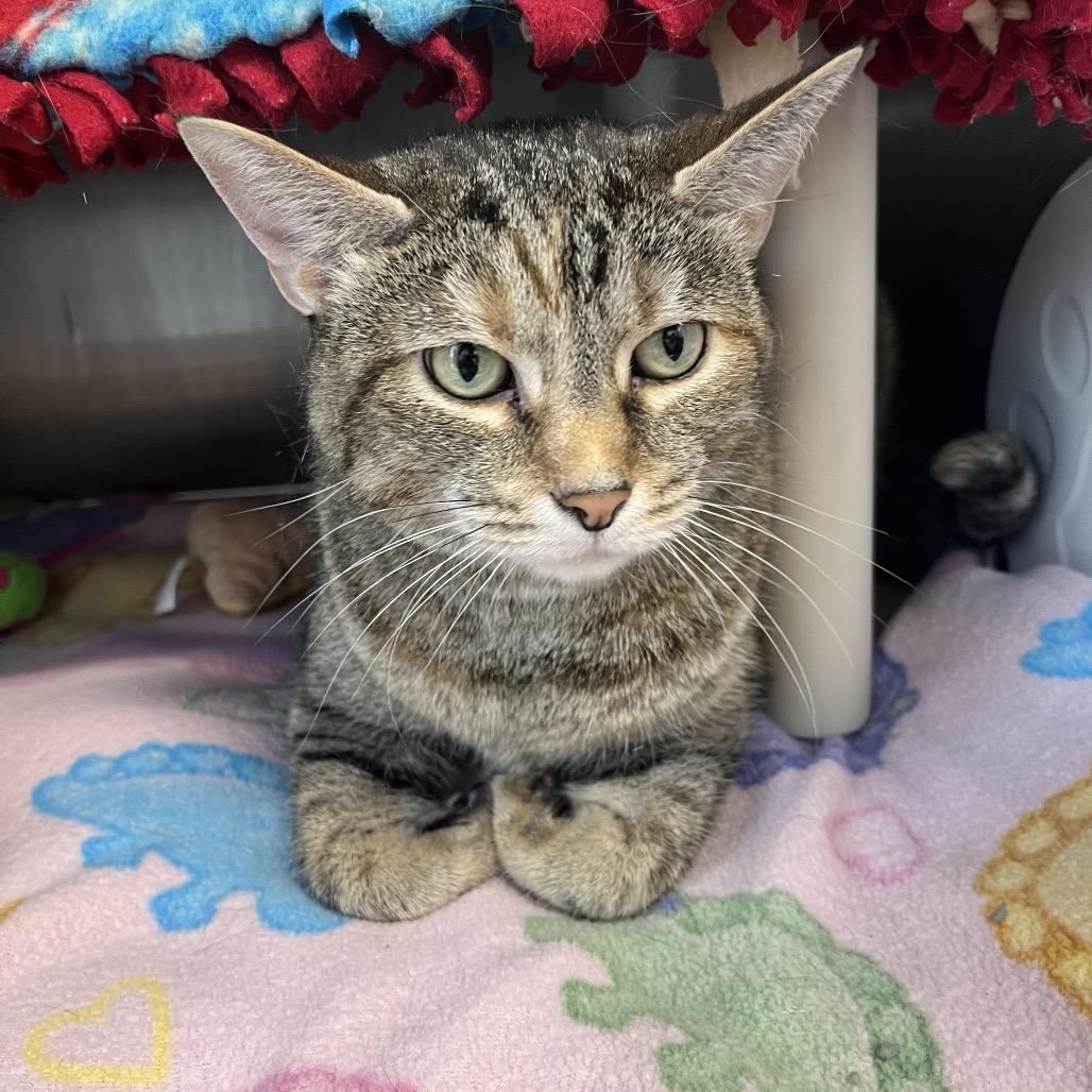Perry, Adoptable, Adult Female Domestic Short Hair.