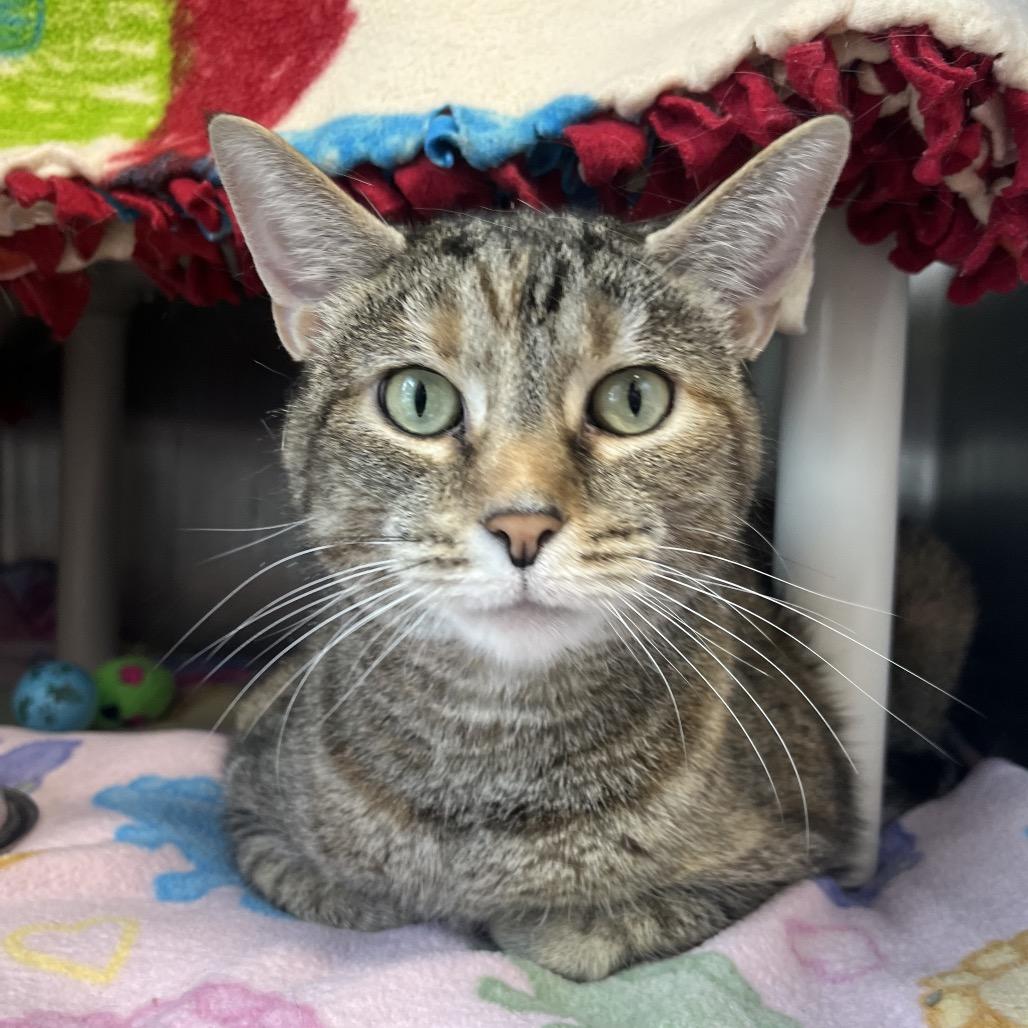Perry, a Adoptable Domestic Short Hair in Fort Wayne, IN image 2/2