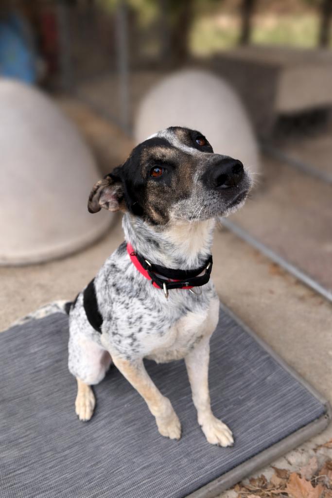 Enlarge Lala, a ADOPTABLE mixed breed in Parkville, MO image 2/6