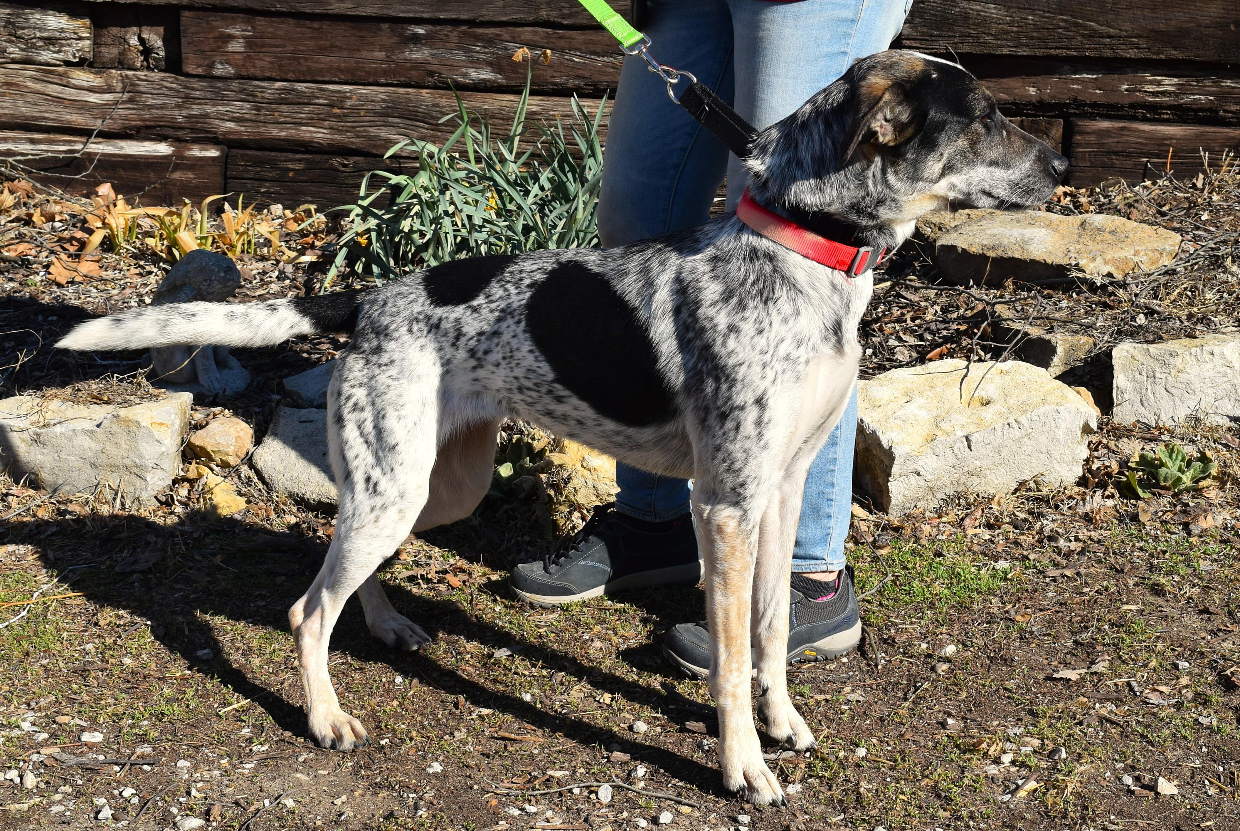 Enlarge Lala, a ADOPTABLE mixed breed in Parkville, MO image 5/6
