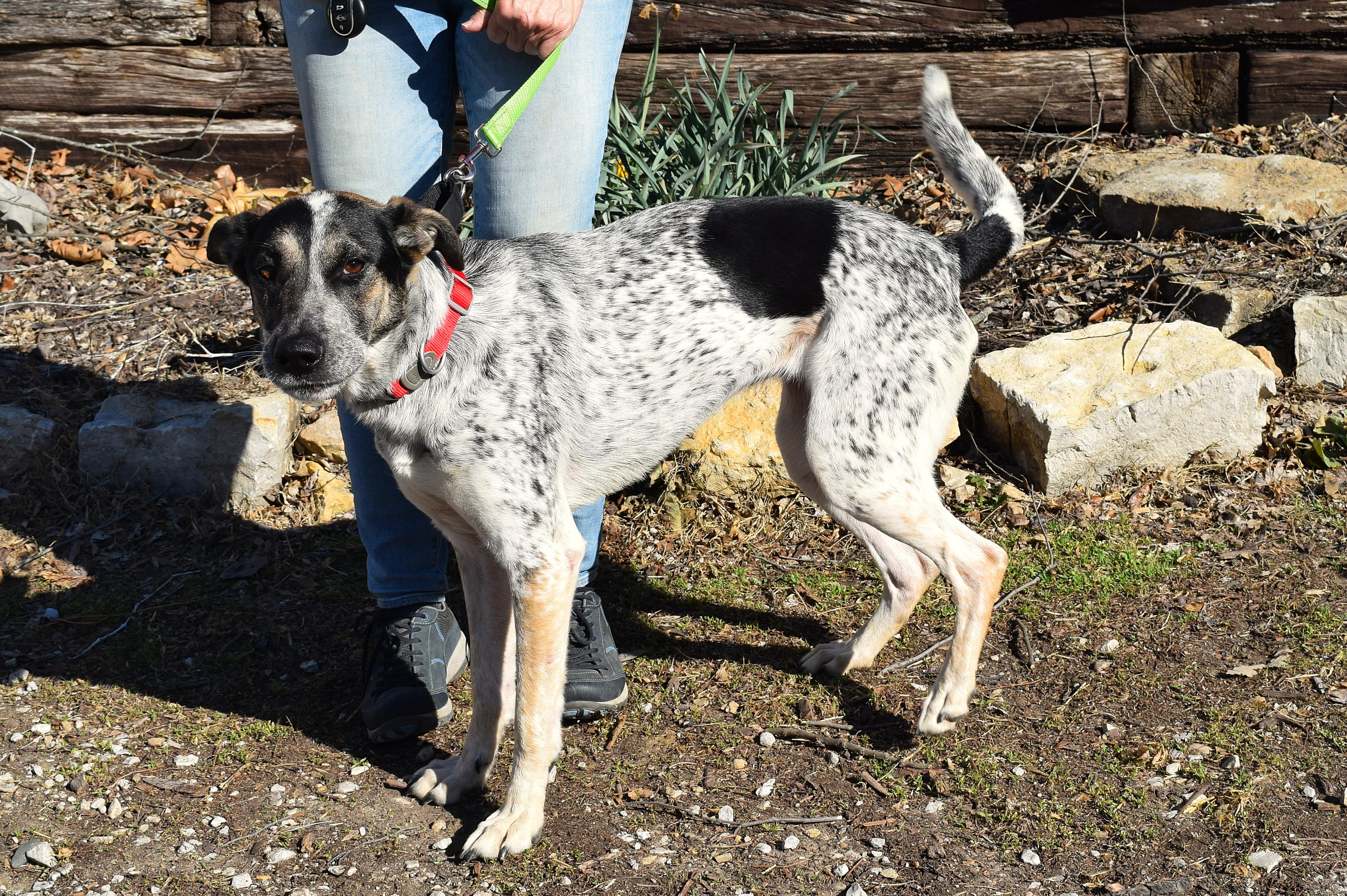 Enlarge Lala, a ADOPTABLE mixed breed in Parkville, MO image 4/6