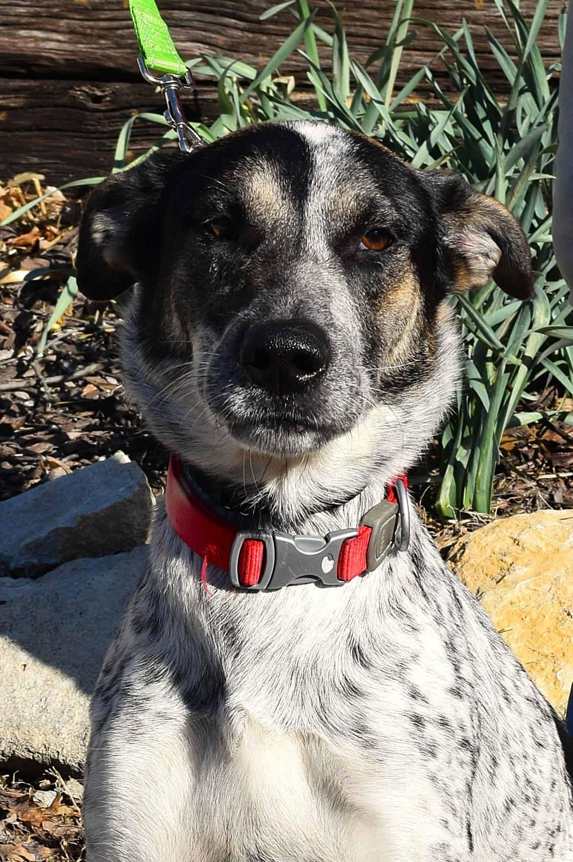 Enlarge Lala, a ADOPTABLE mixed breed in Parkville, MO image 6/6