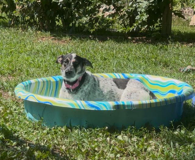 Enlarge Lala, a ADOPTABLE mixed breed in Parkville, MO image 2/6