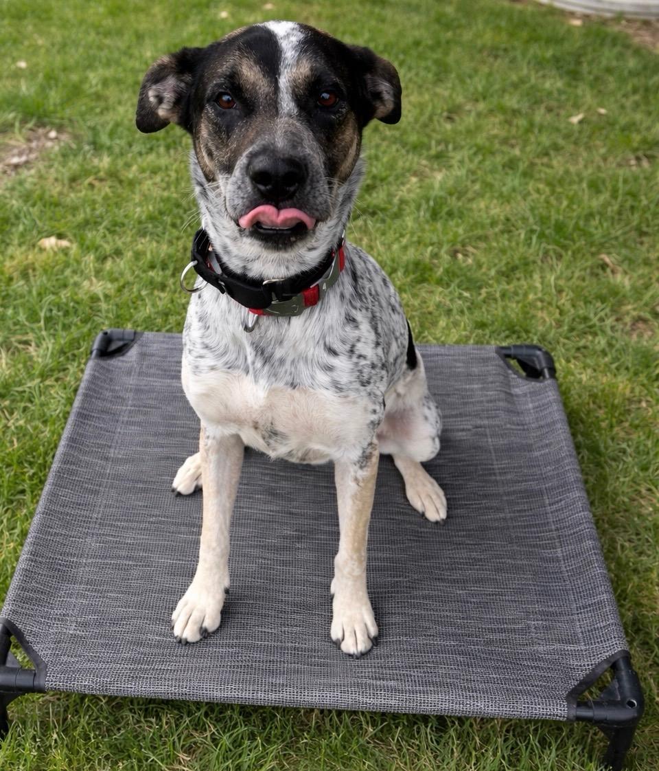 Lala, ADOPTABLE, Young Female Australian Cattle Dog / Blue Heeler.