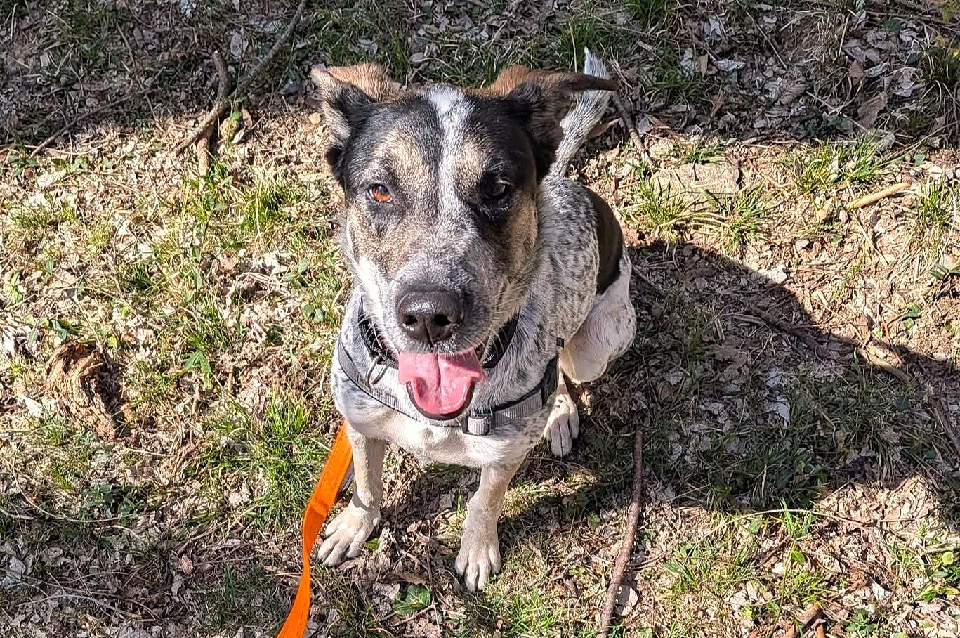 Enlarge Lala, a ADOPTABLE mixed breed in Parkville, MO image 3/6
