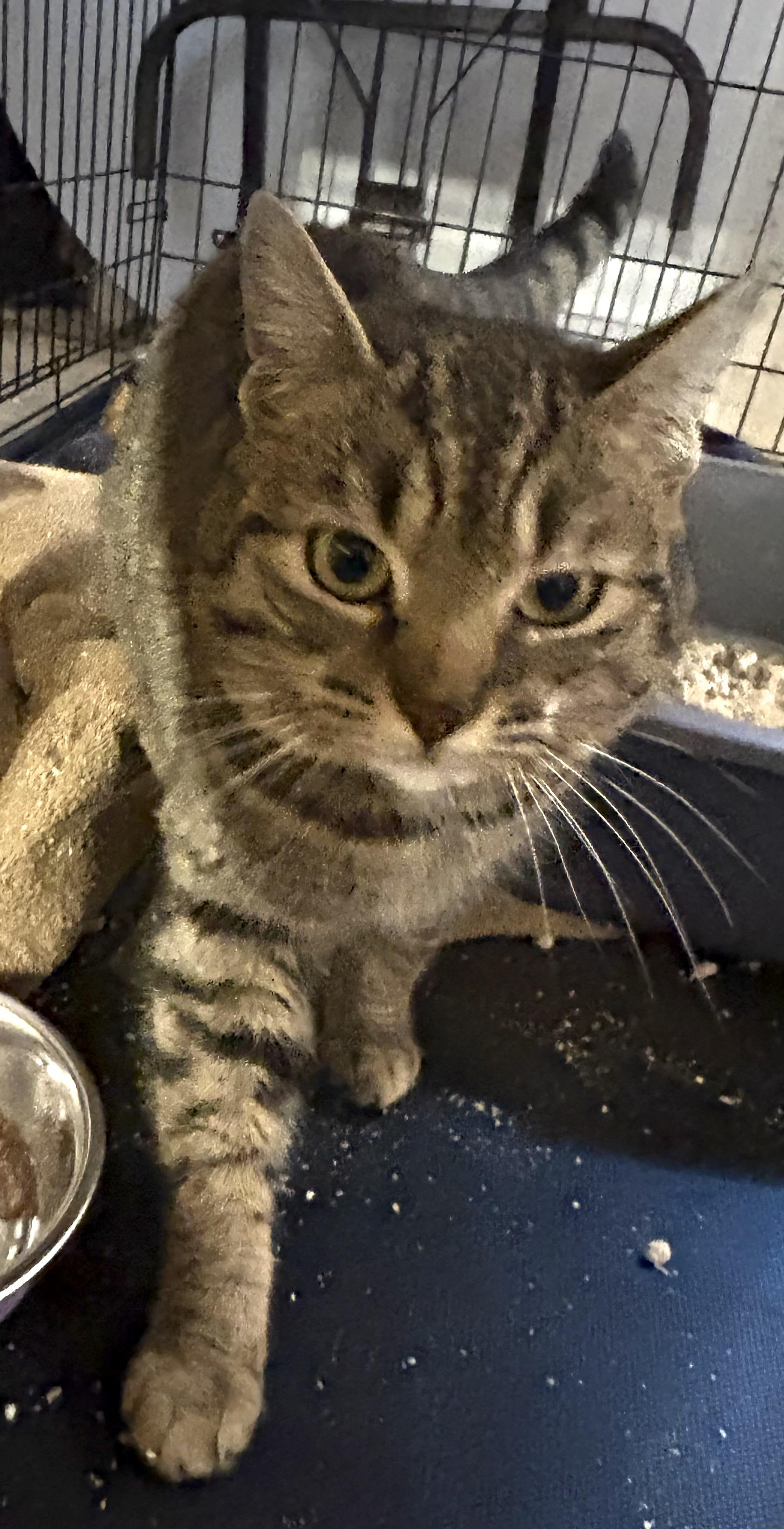 Enlarge Mr Davenport , an adopted Domestic Short Hair in Fredericton, NB image 2/4