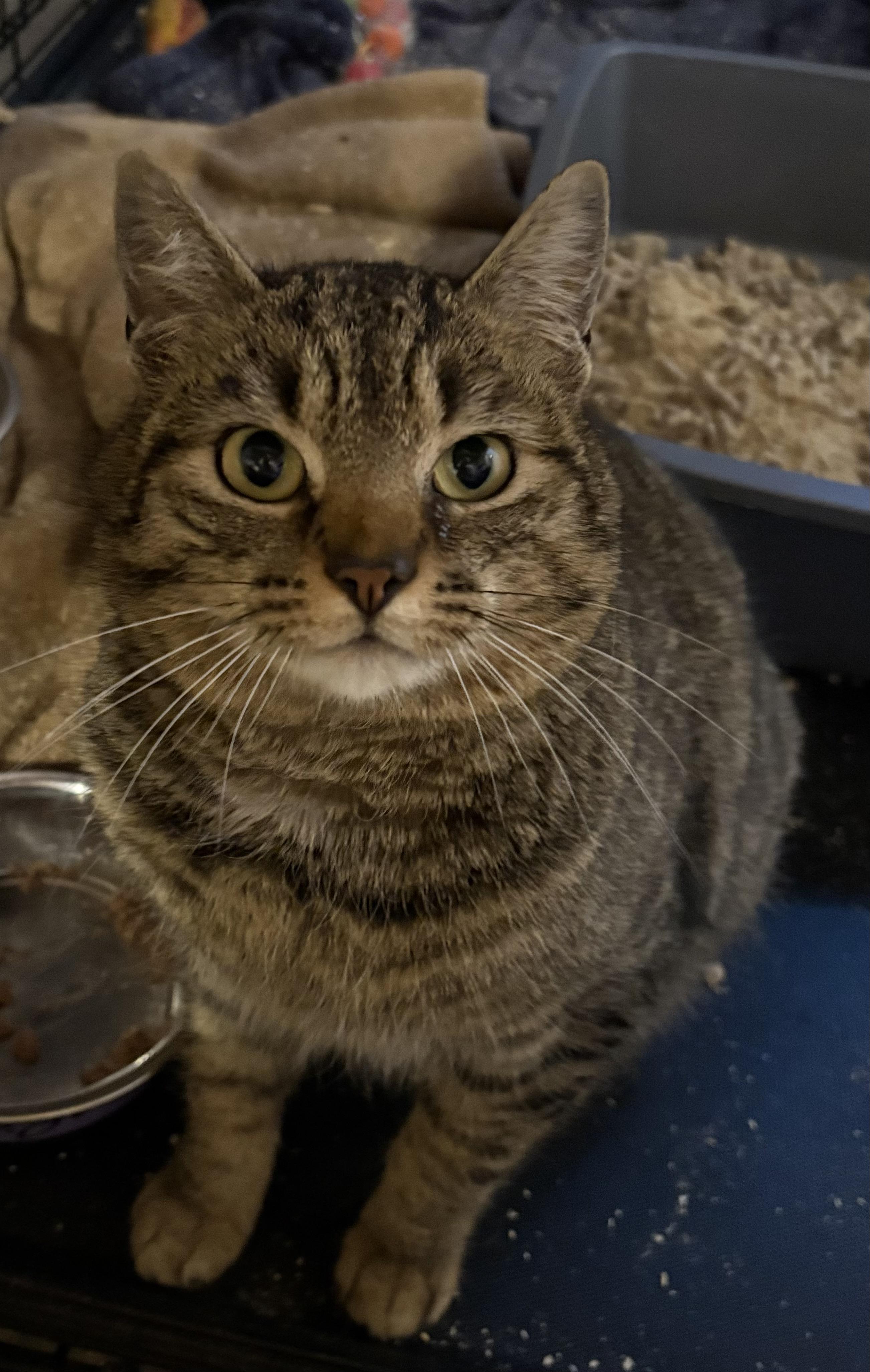 Enlarge Mr Davenport , an adopted Domestic Short Hair in Fredericton, NB image 4/4