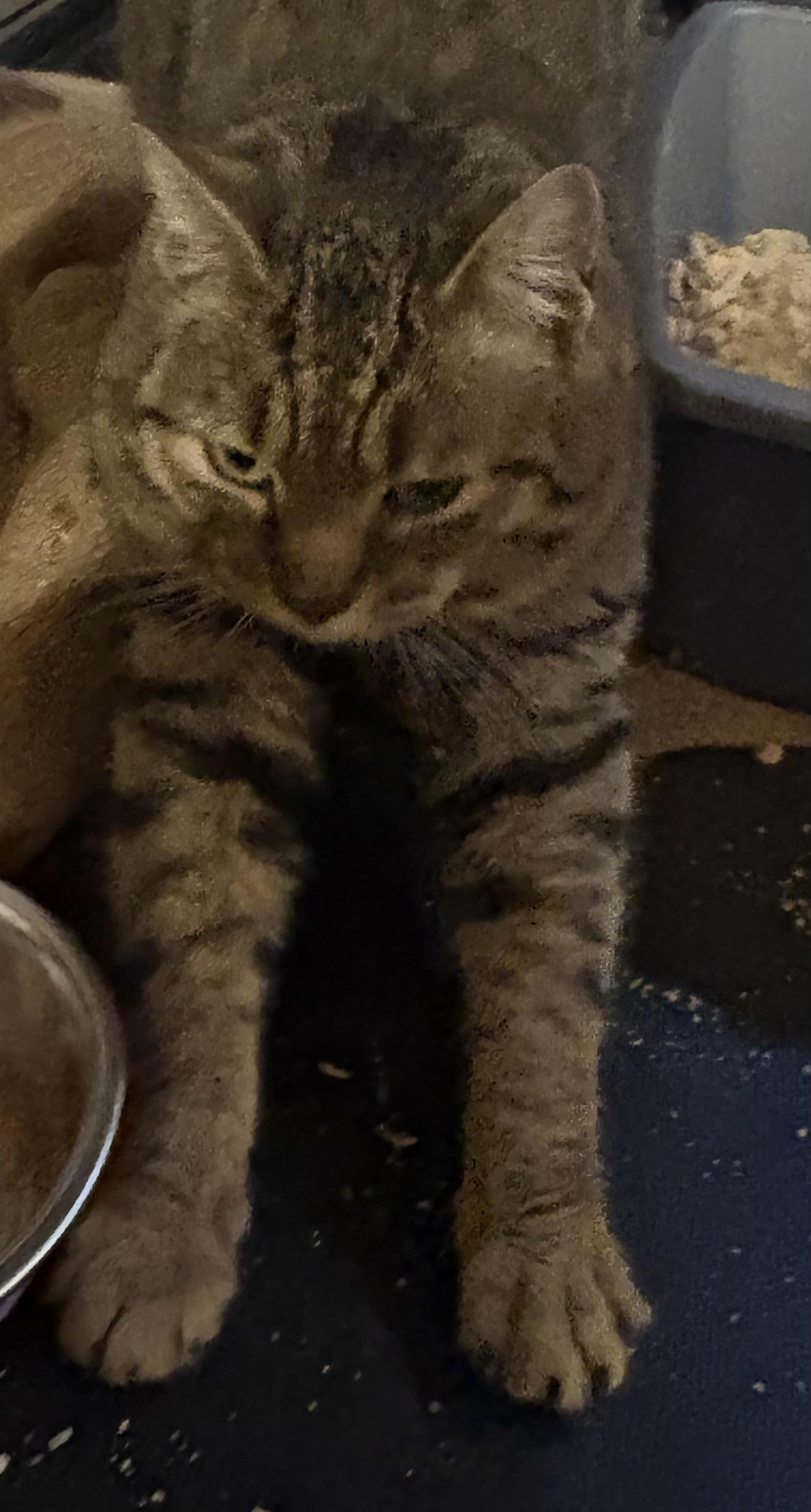 Enlarge Mr Davenport , an adopted Domestic Short Hair in Fredericton, NB image 3/4