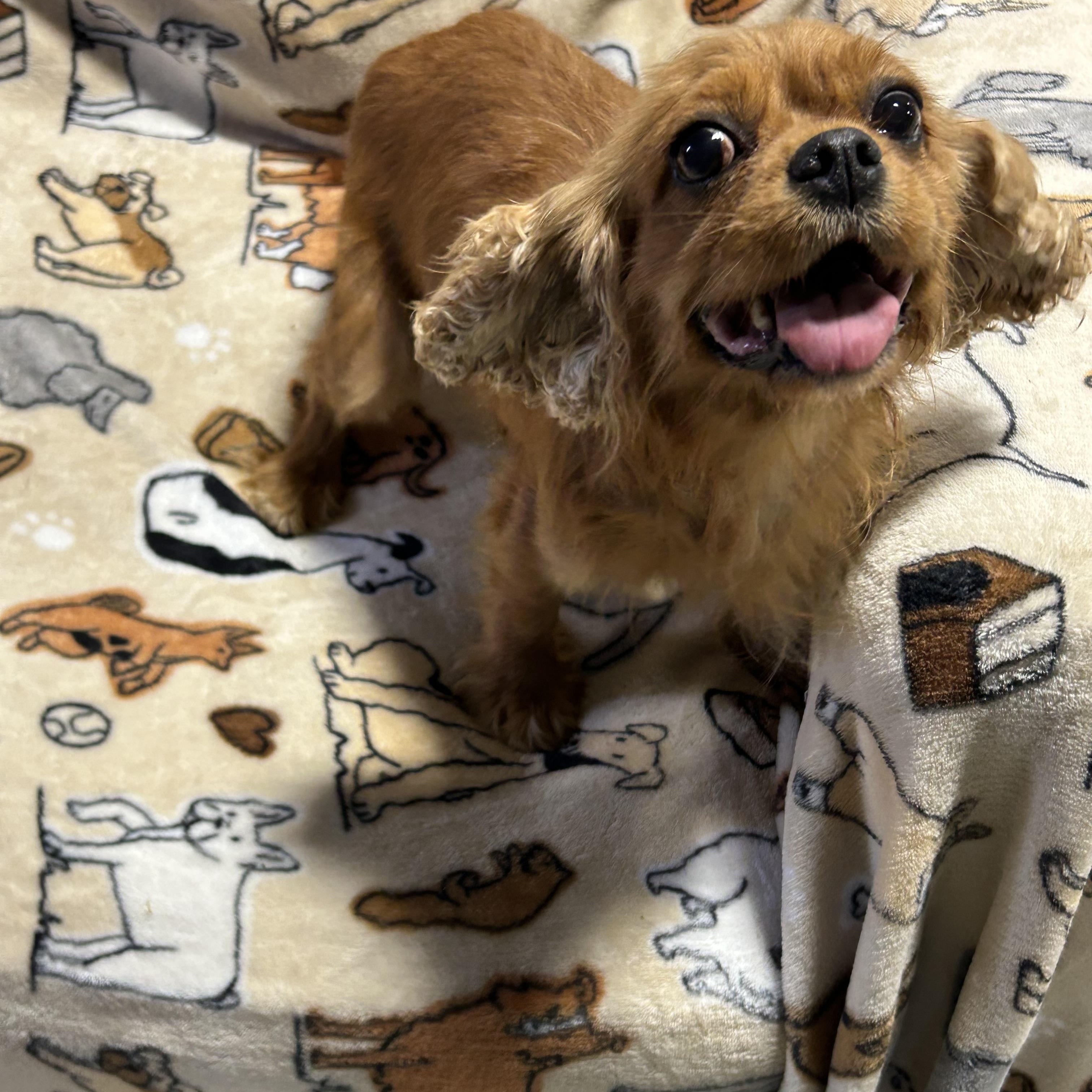 Ronda, Adoptable, Adult Female Cavalier King Charles Spaniel.
