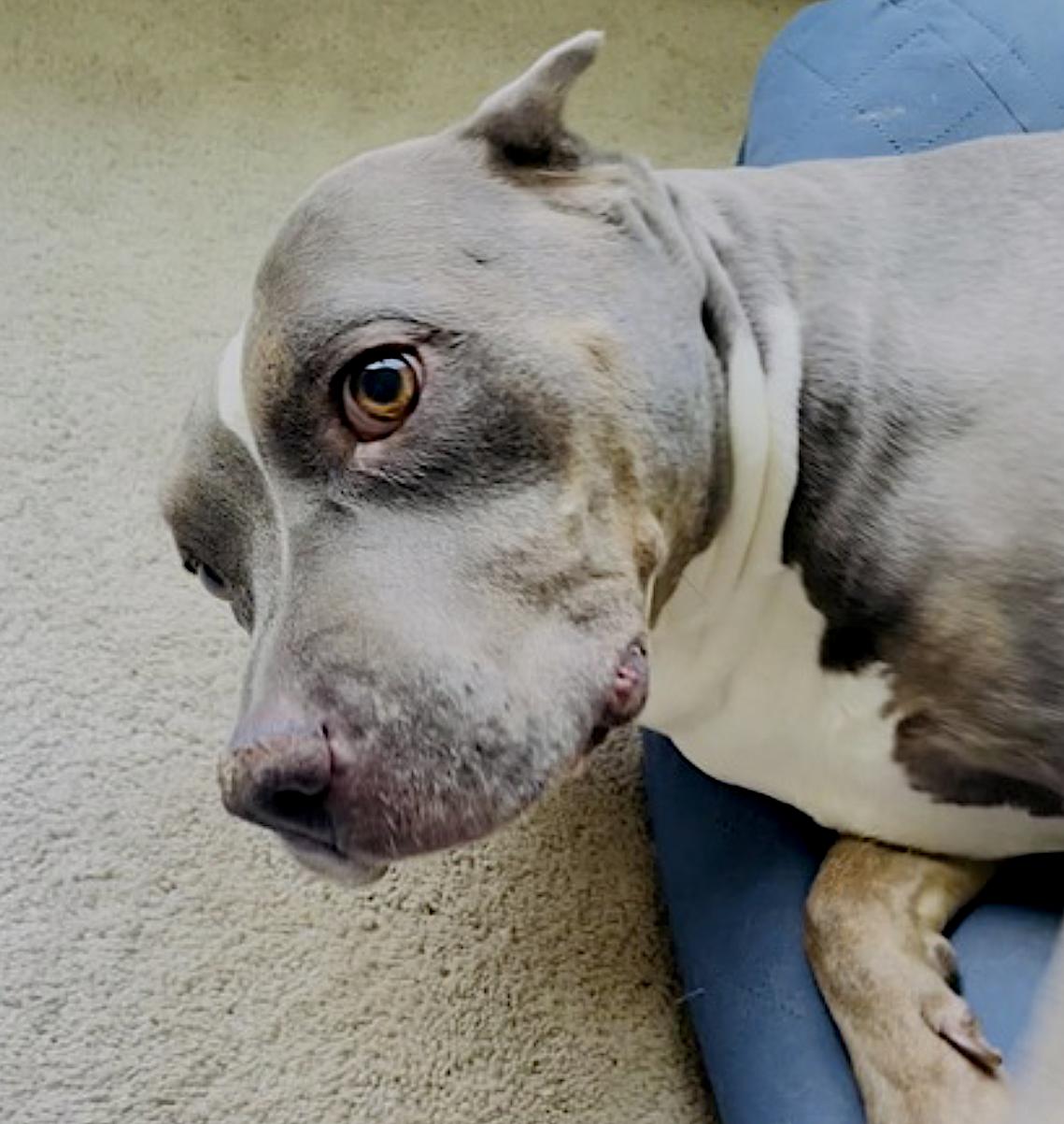 Neela — thumbnail 3