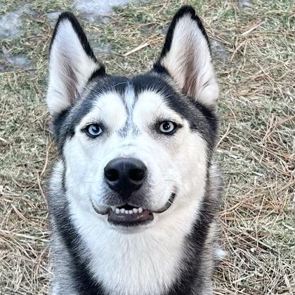 Enlarge Zara, a ADOPTABLE Mixed Breed in Lansing, MI image 1/3