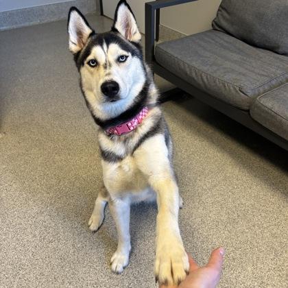 Enlarge Zara, a ADOPTABLE Mixed Breed in Lansing, MI image 2/3