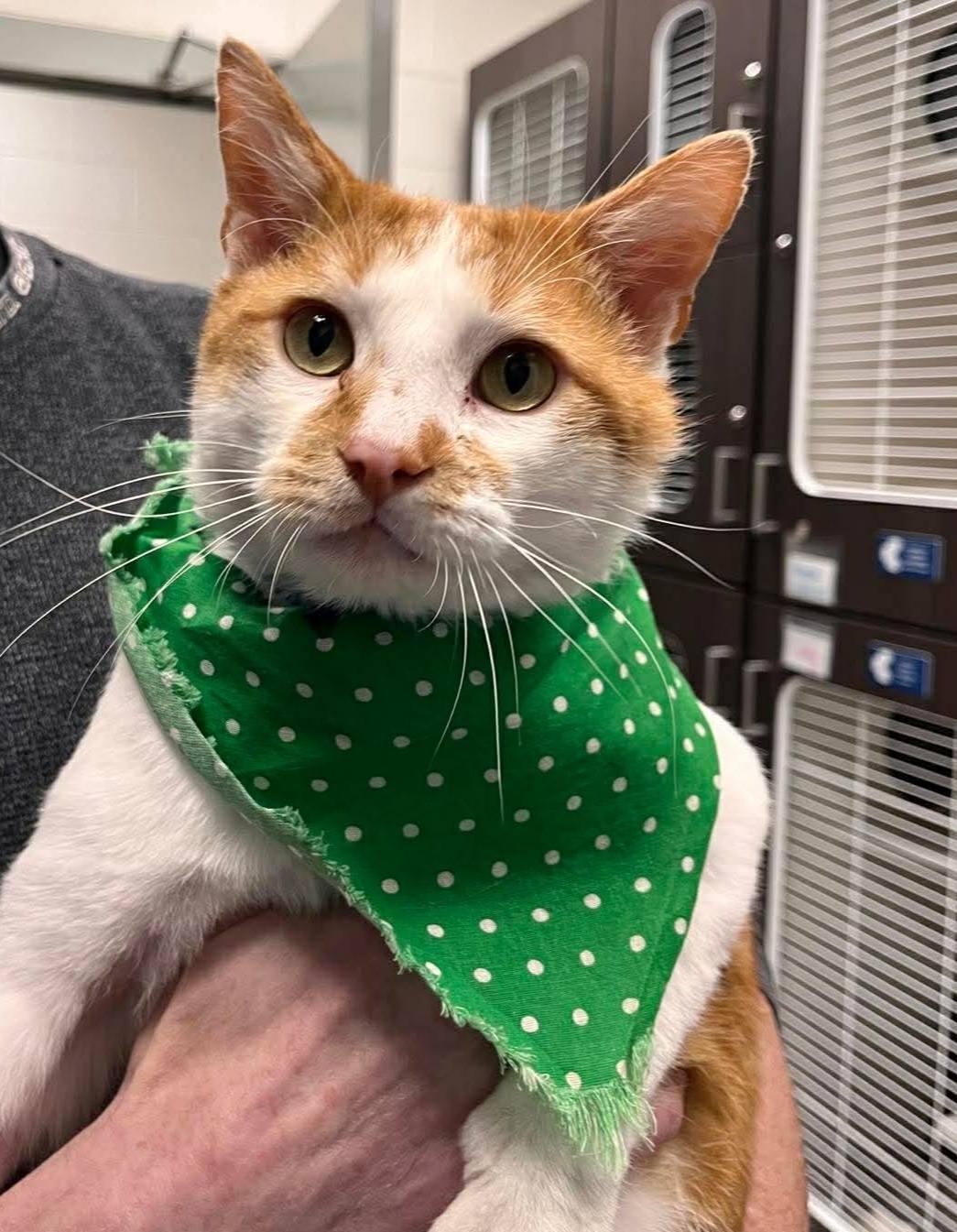 O'Malley, ADOPTABLE, Adult Male Tabby.