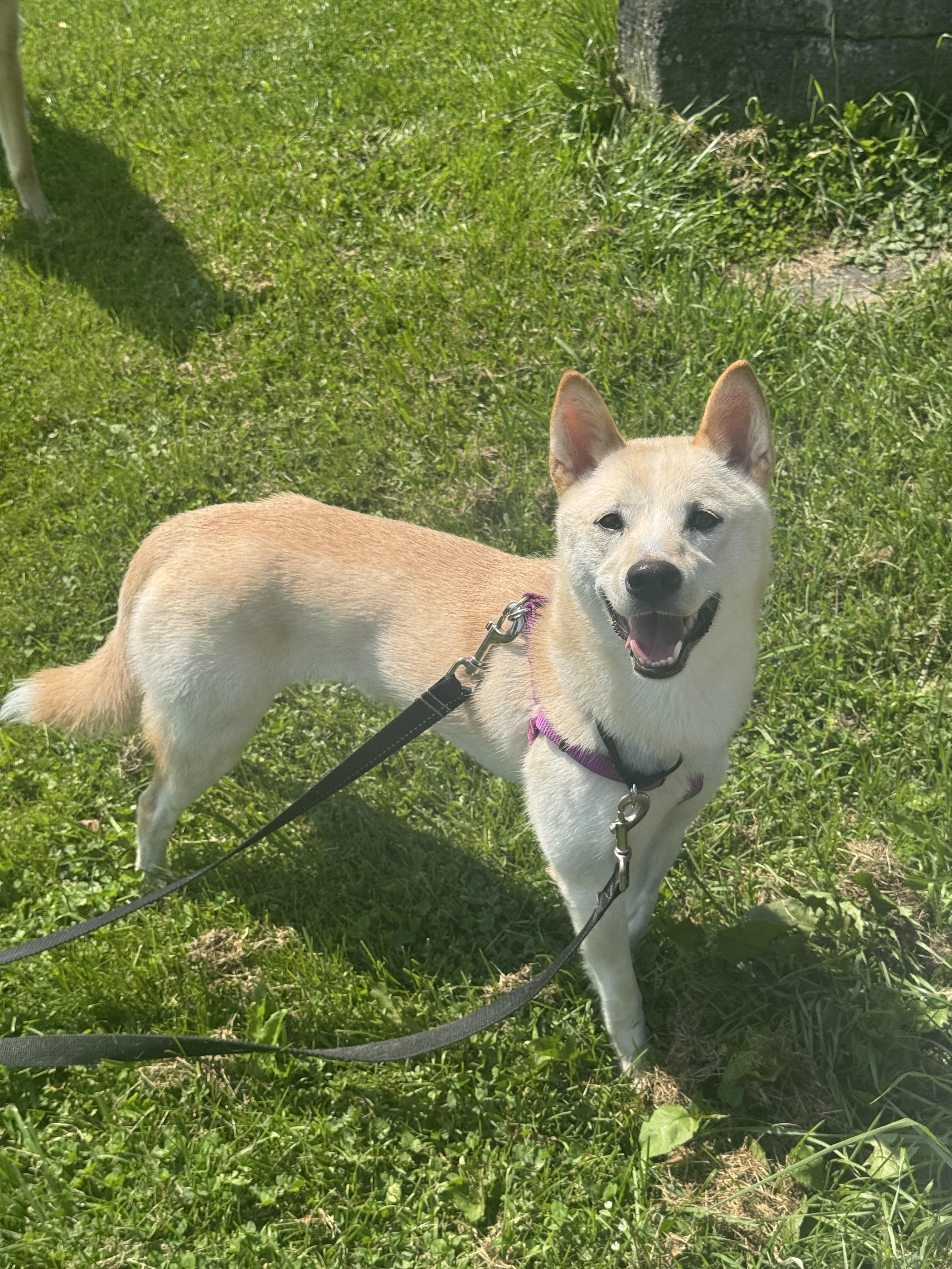 Enlarge Eclipse, a Adoptable mixed breed in Owen Sound, ON image 2/4