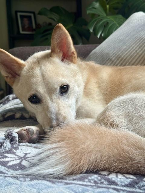 Enlarge Eclipse, a Adoptable mixed breed in Owen Sound, ON image 3/4