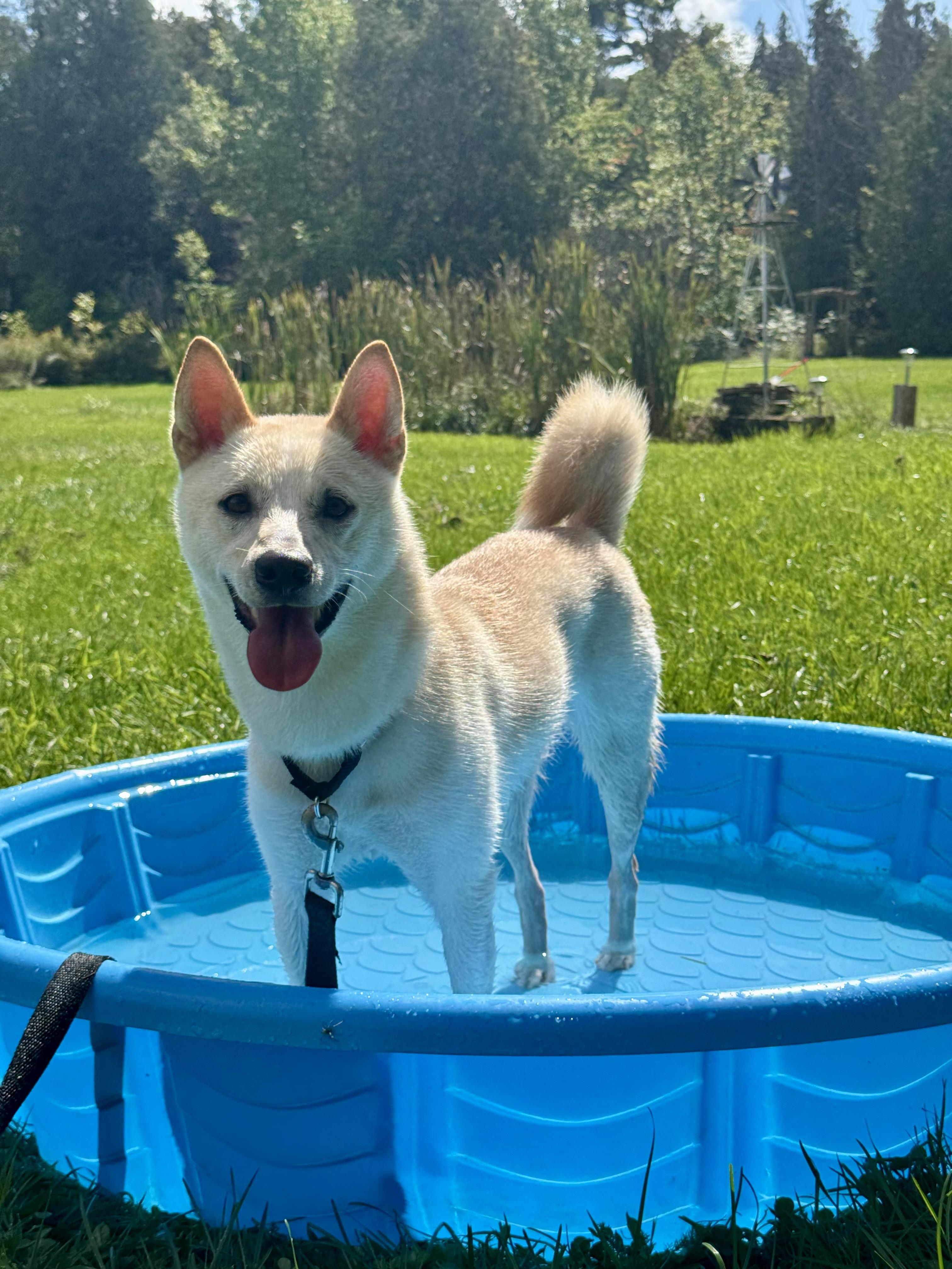 Enlarge Eclipse, a Adoptable mixed breed in Owen Sound, ON image 1/4