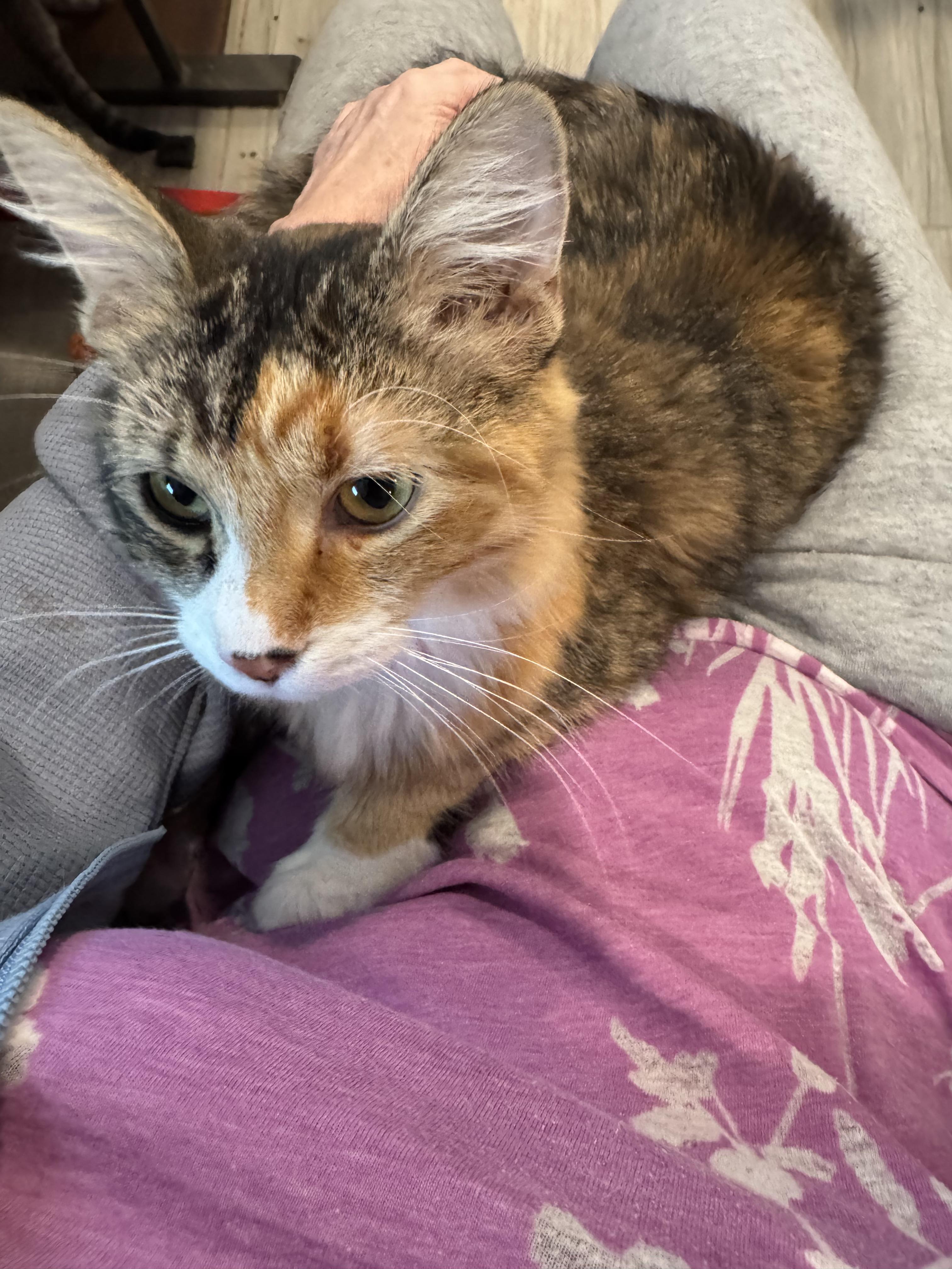 Peaches, a Adoptable mixed breed in Youngtown, AZ image 1/5