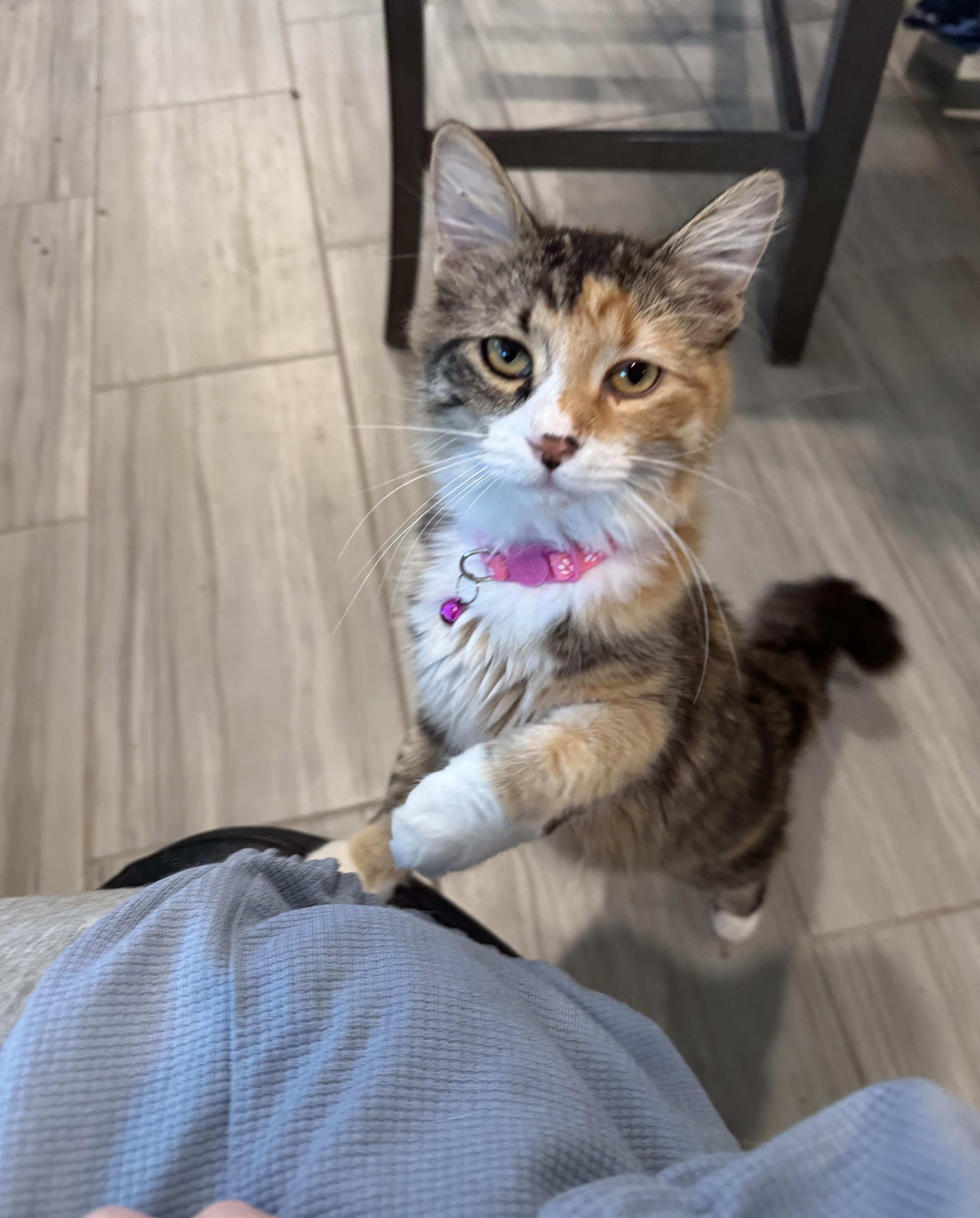 Peaches, a Adoptable mixed breed in Youngtown, AZ image 2/5