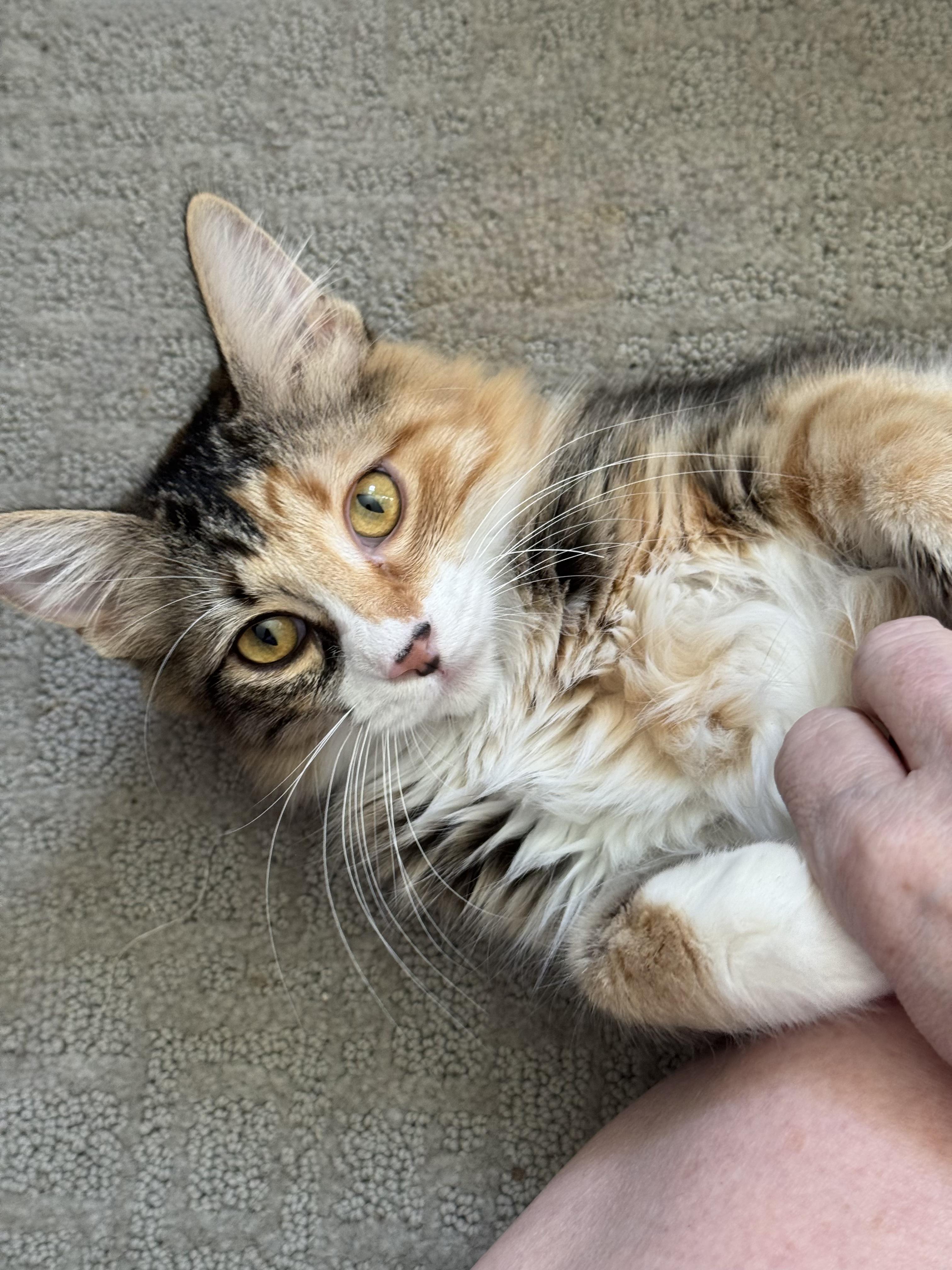 Peaches, Adoptable, Kitten Female Domestic Medium Hair.