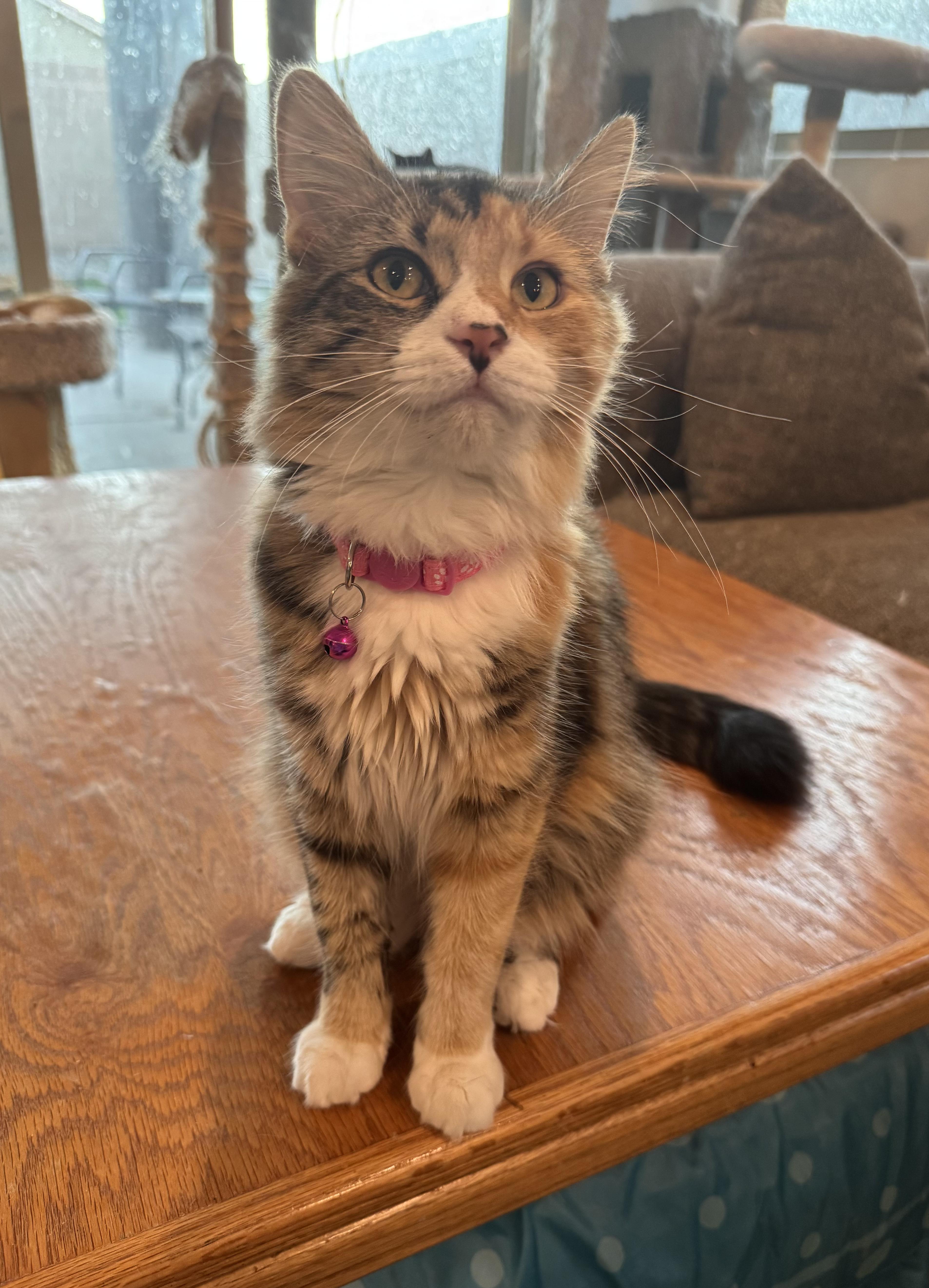 Peaches, a Adoptable mixed breed in Youngtown, AZ image 4/5