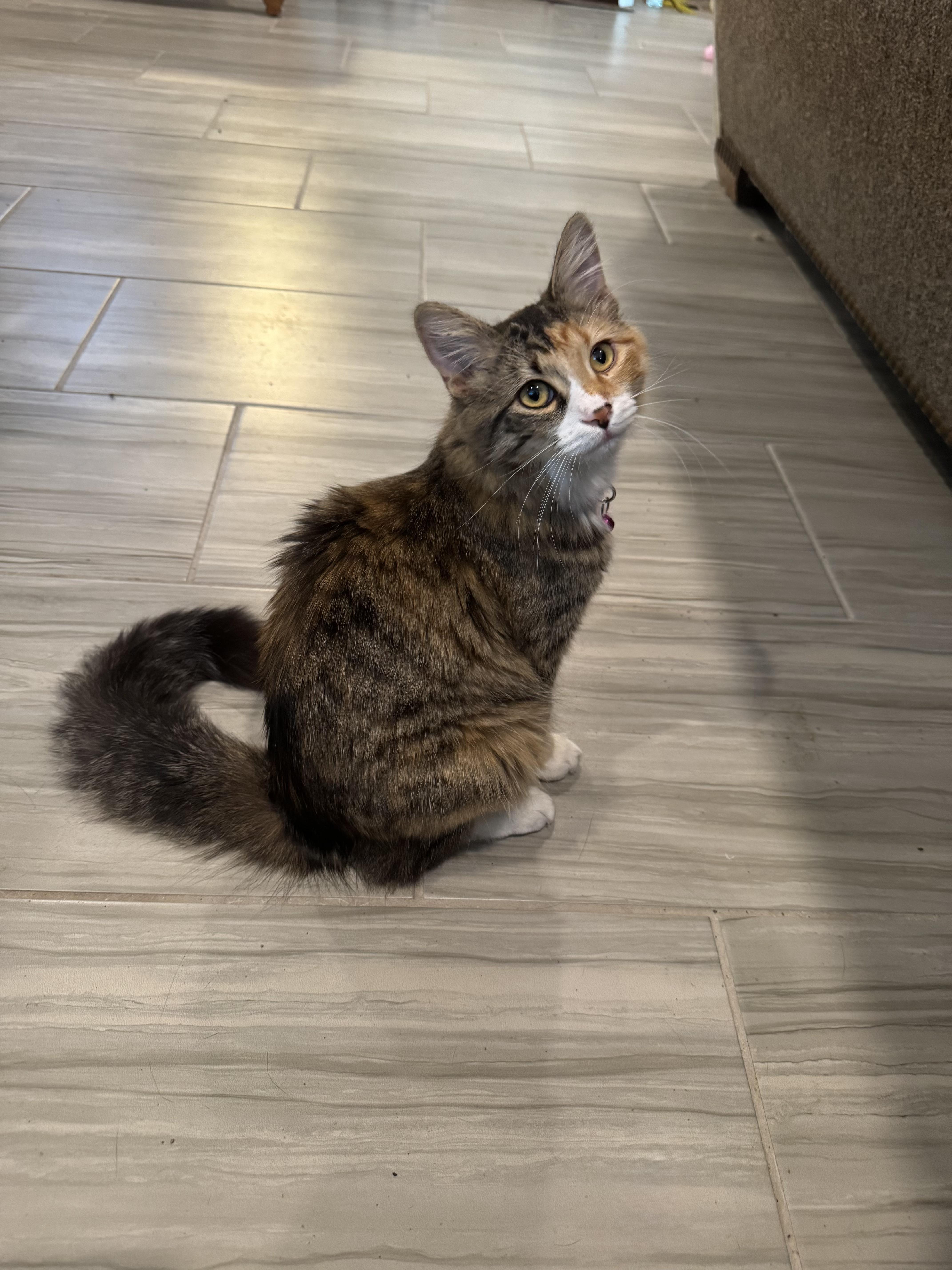 Peaches, a Adoptable mixed breed in Youngtown, AZ image 5/5