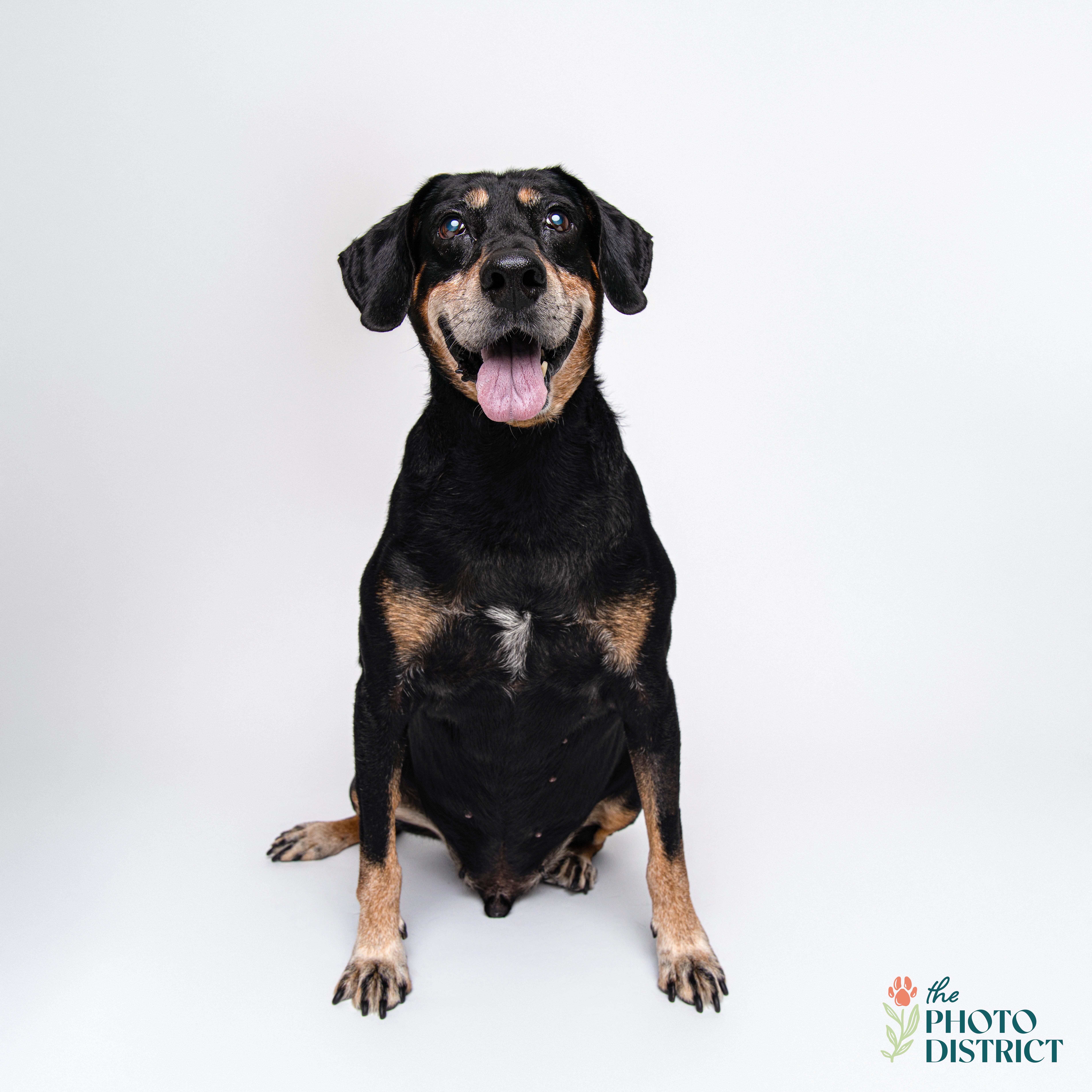Train, a Adoptable mixed breed in Wilmington, NC image 5/6