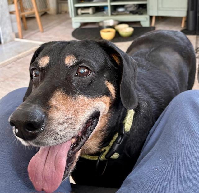 Train, a Adoptable mixed breed in Wilmington, NC image 2/6