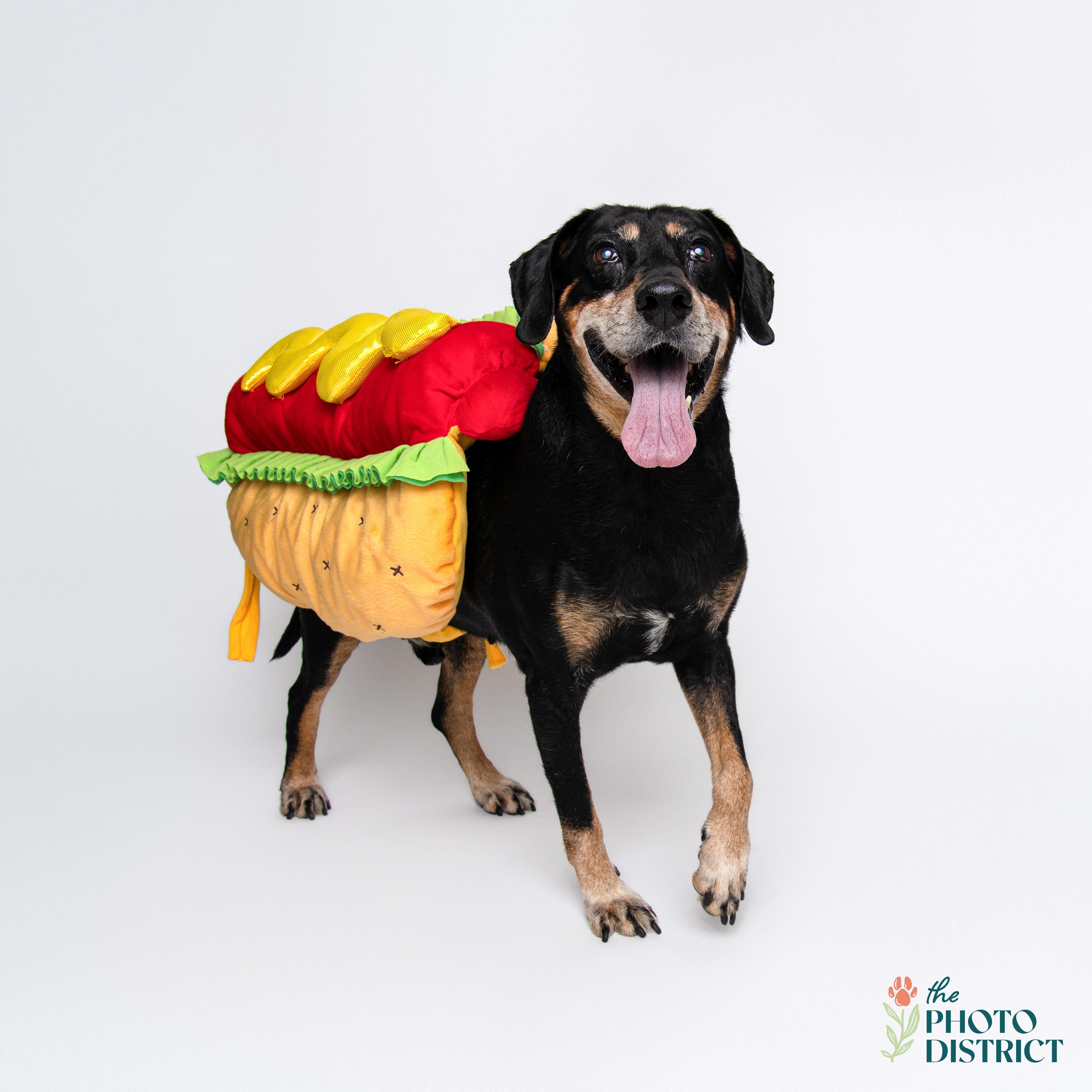 Train, a Adoptable mixed breed in Wilmington, NC image 6/6