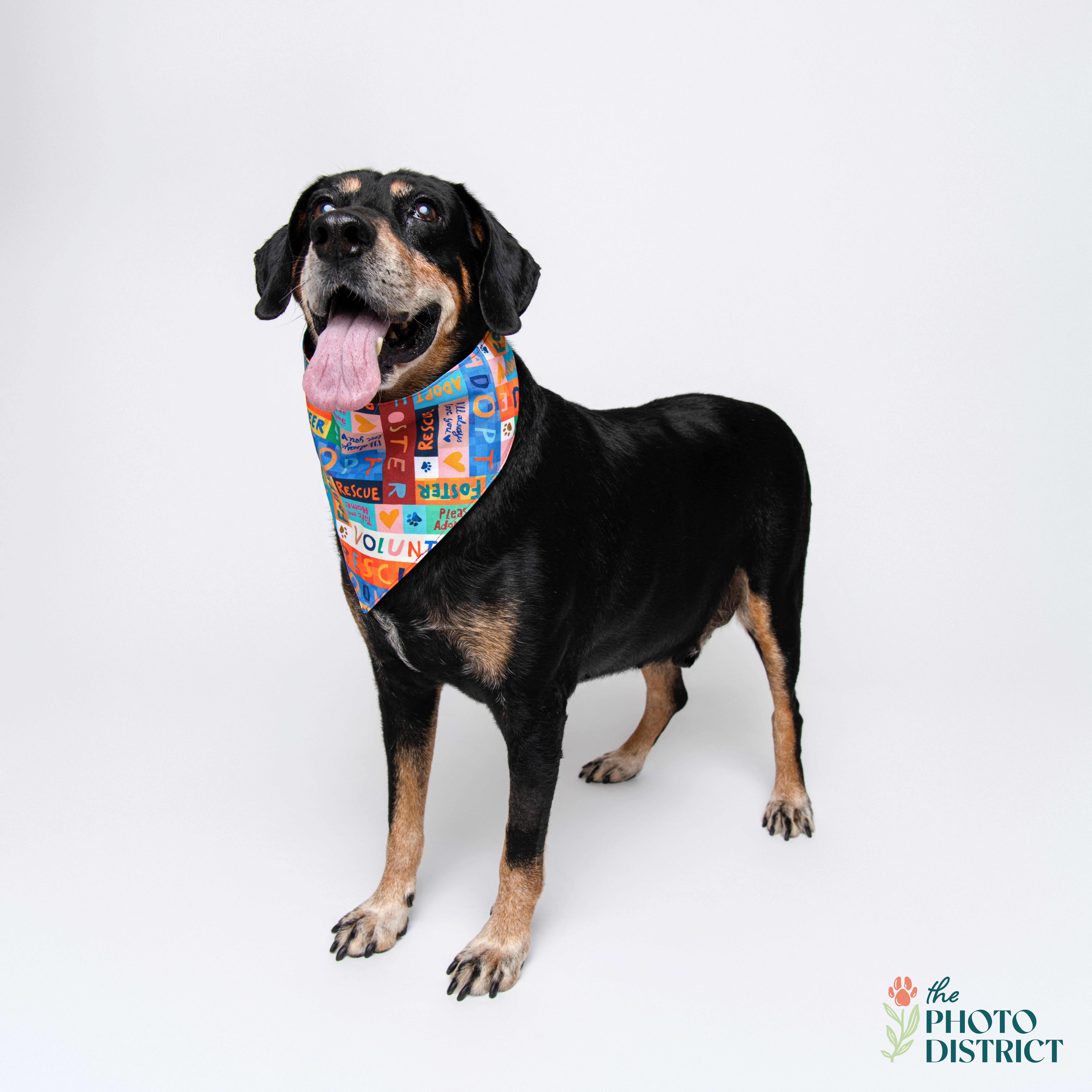 Train, a Adoptable mixed breed in Wilmington, NC image 1/6