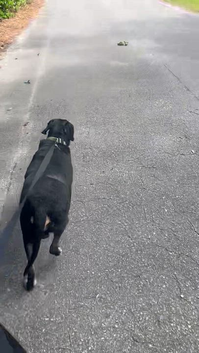 Enlarge Train, a Adoptable mixed breed in Wilmington, NC video 4/6