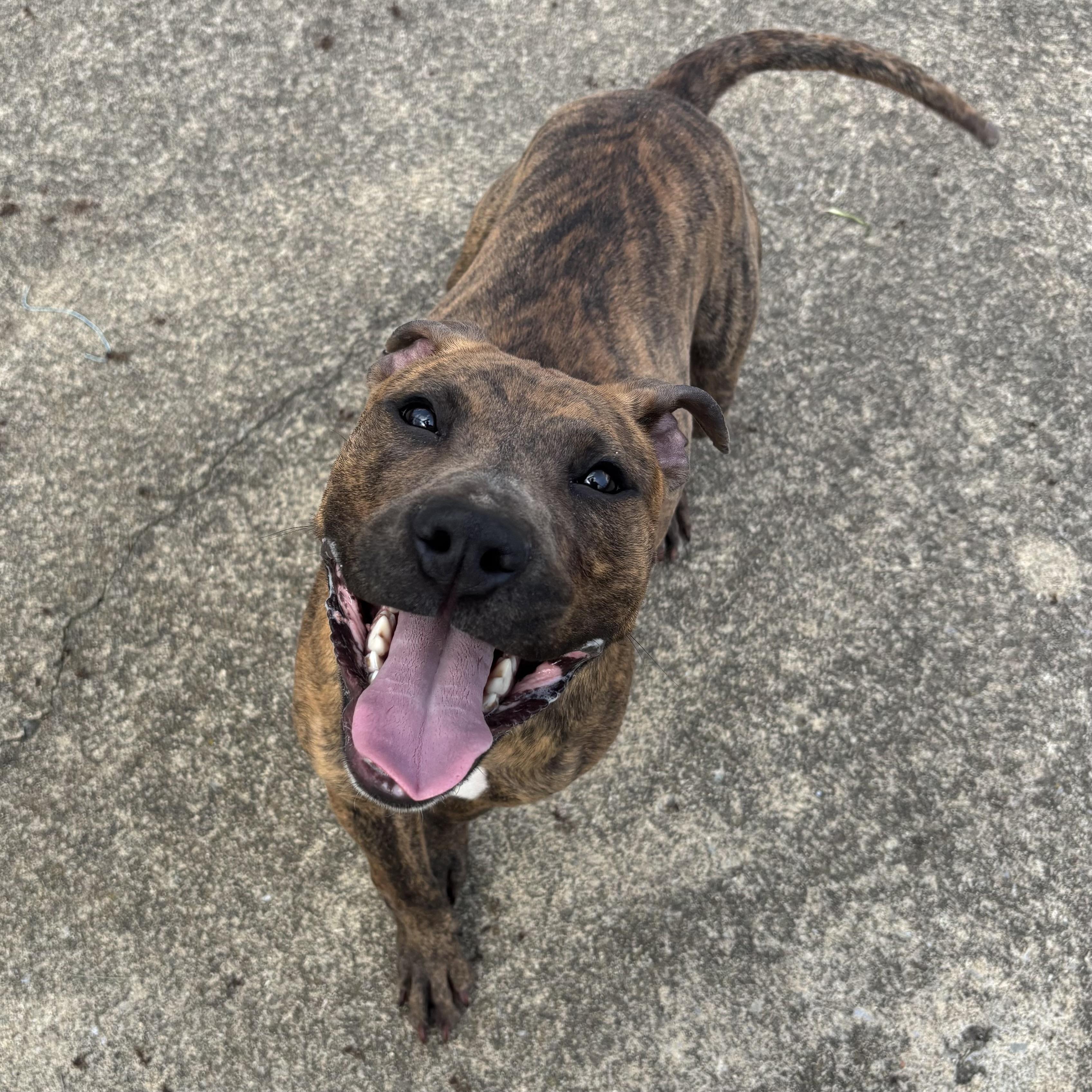 Thelma, ADOPTABLE, Young Female Mixed Breed.