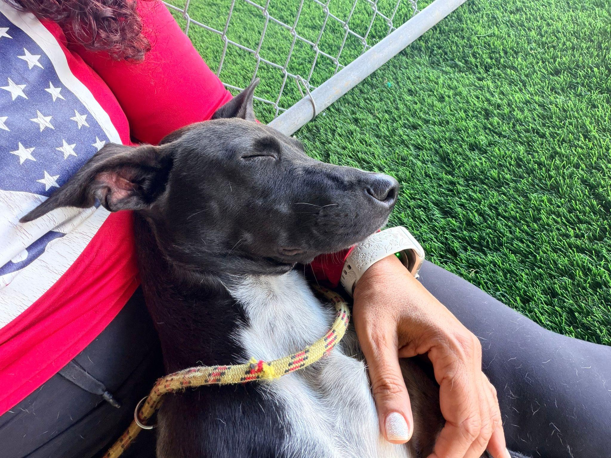 Enlarge Finley, a ADOPTABLE mixed breed in Brooklyn, NY image 3/4