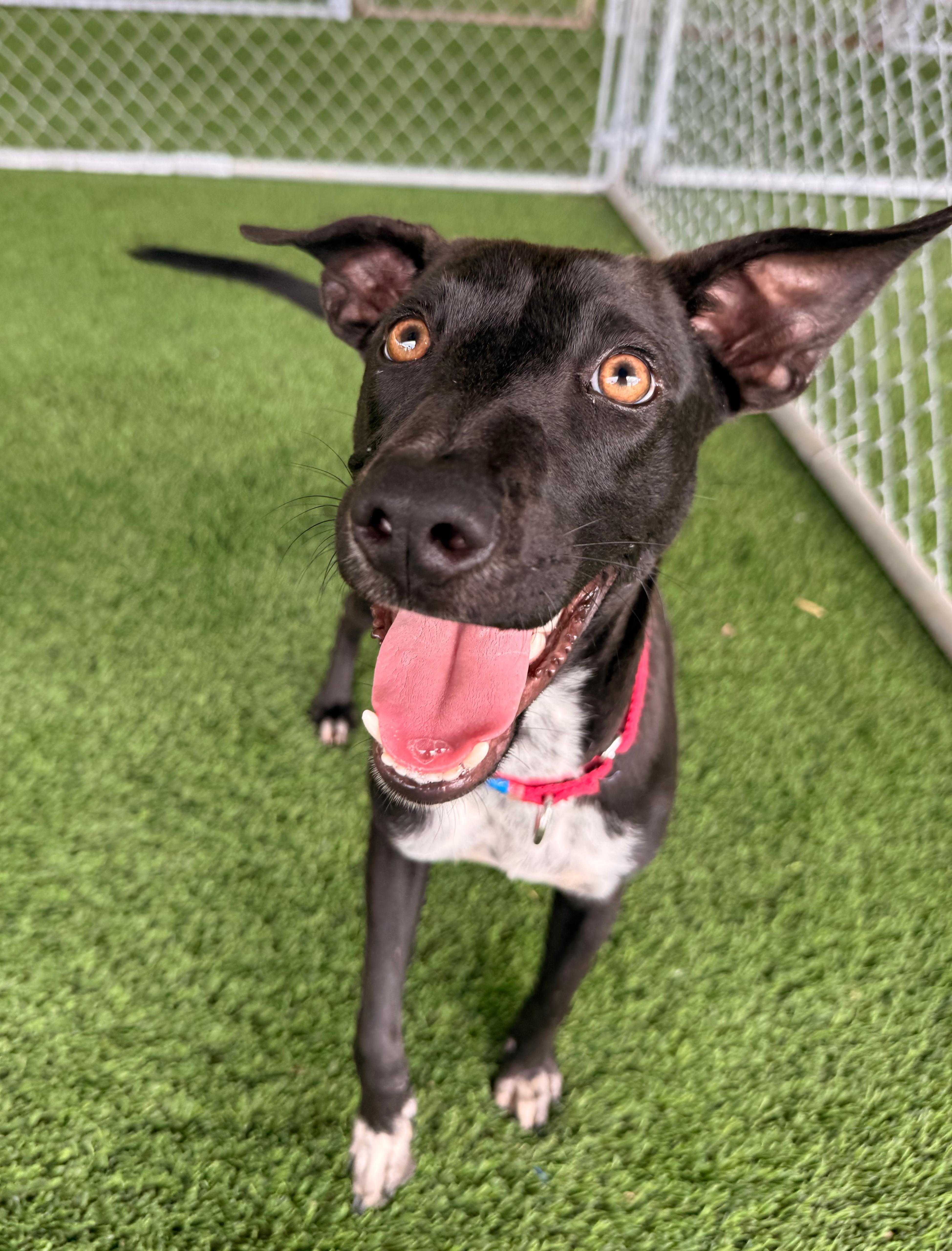 Enlarge Finley, a ADOPTABLE mixed breed in Brooklyn, NY image 2/4