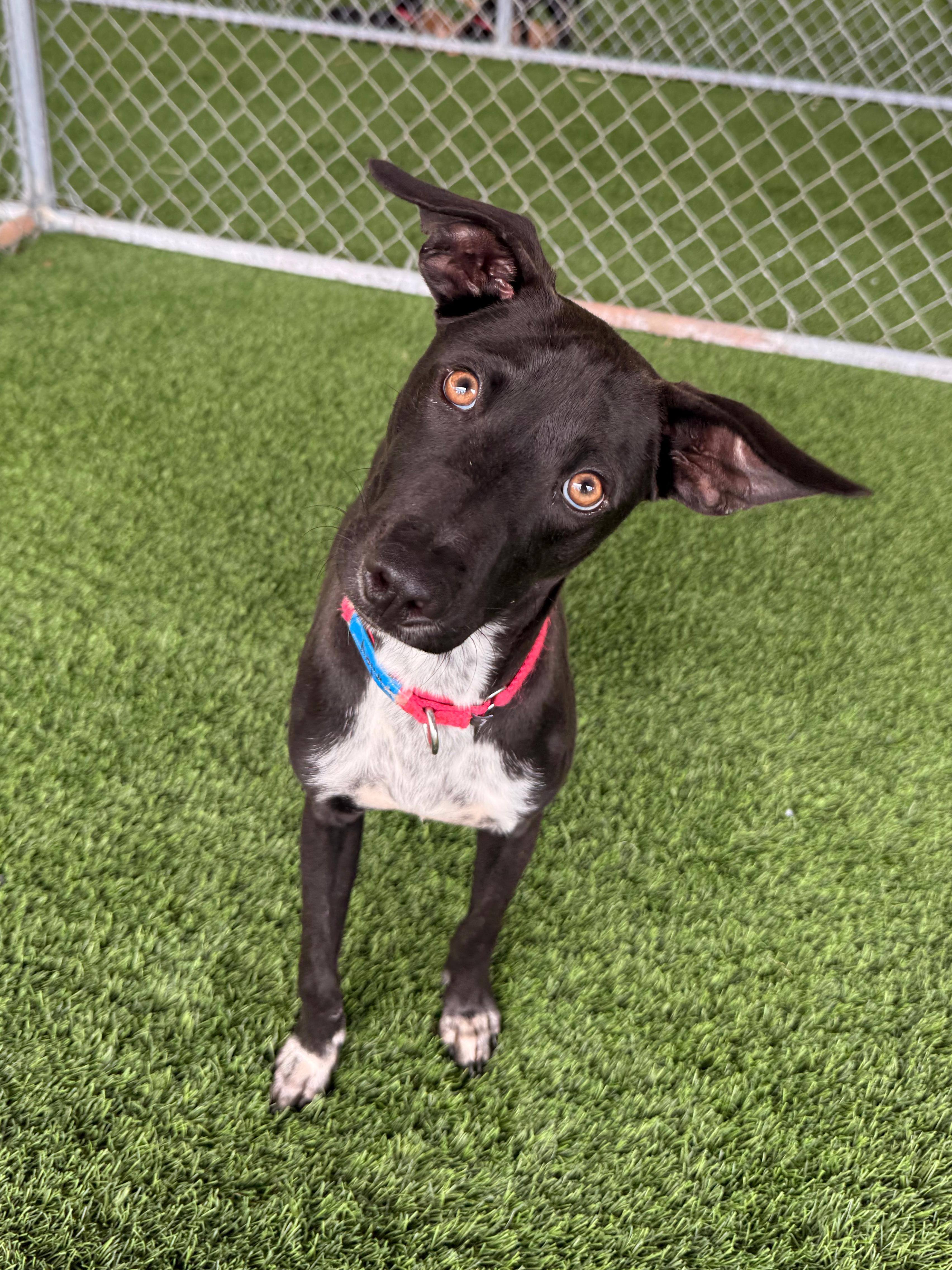 Enlarge Finley, a ADOPTABLE mixed breed in Brooklyn, NY image 1/4