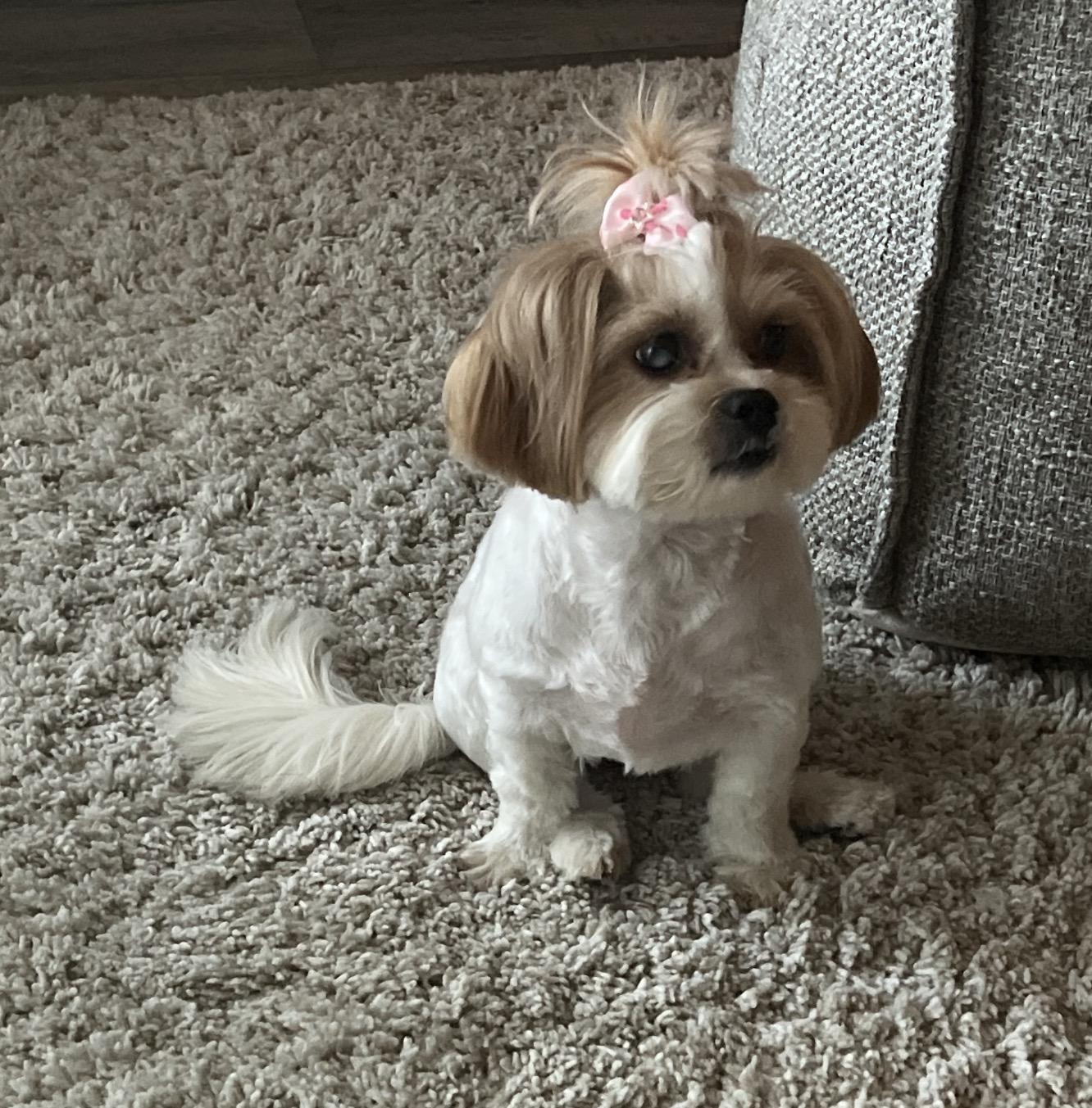 Enlarge Brooklyn, an adopted Shih Tzu in Palm springs, FL image 1/1