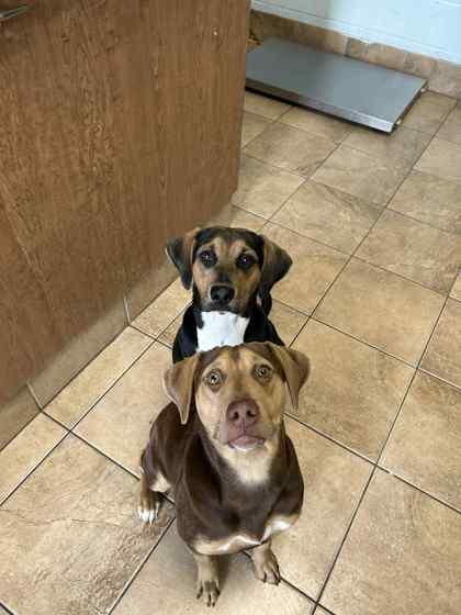 Enlarge Roxy, a Adoptable mixed breed in Munster, IN image 1/2