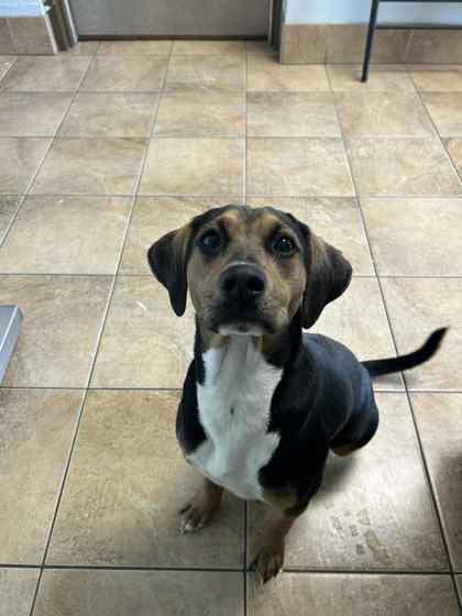 Enlarge Roxy, a Adoptable mixed breed in Munster, IN image 2/2