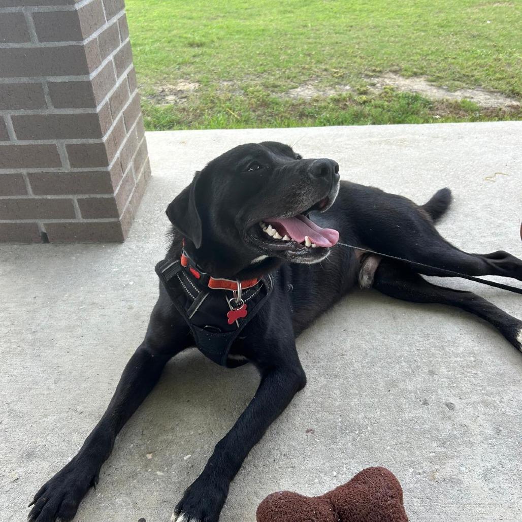 Enlarge Clyde, a Adoptable Mixed Breed in Milton, FL image 1/6