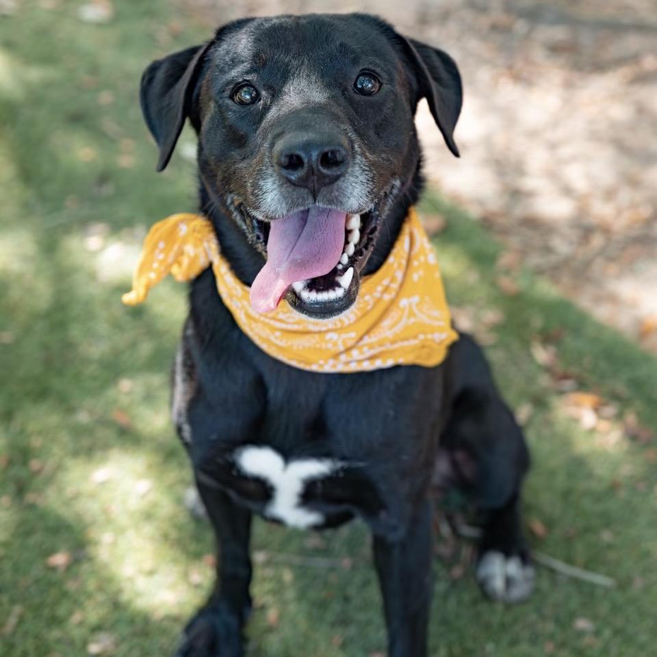 Enlarge Clyde, a Adoptable Mixed Breed in Milton, FL image 2/6