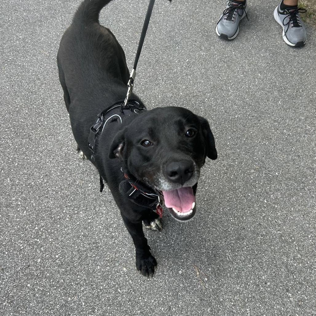 Enlarge Clyde, a Adoptable Mixed Breed in Milton, FL image 3/6