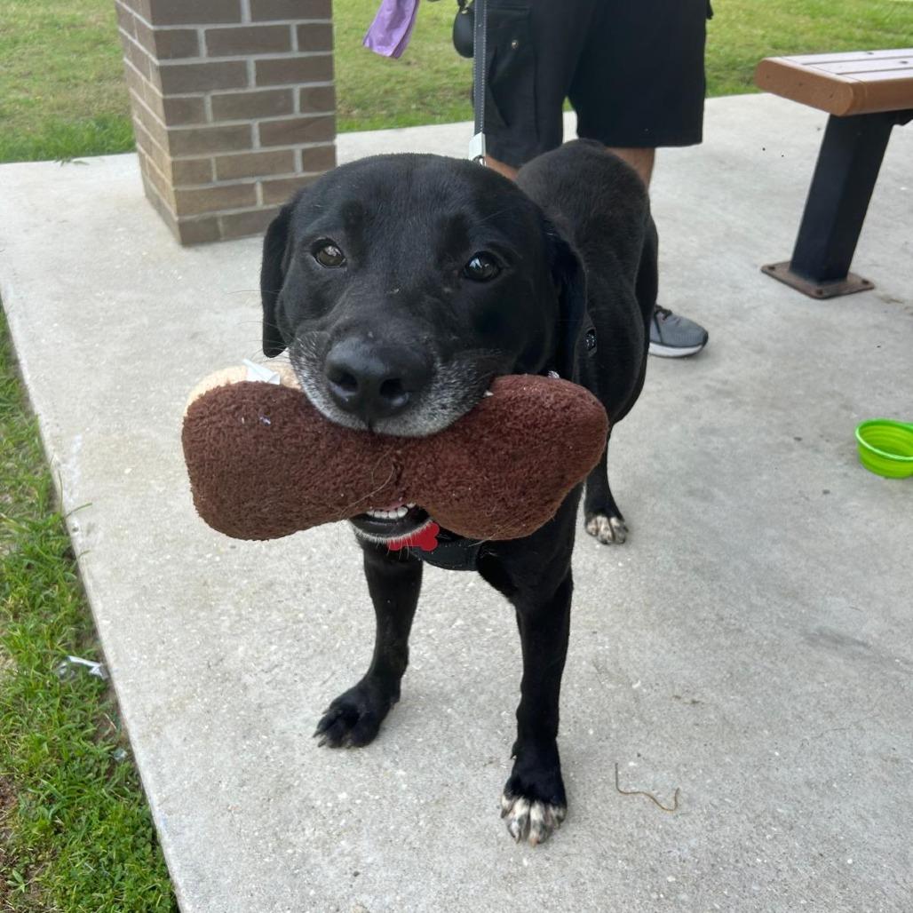 Enlarge Clyde, a Adoptable Mixed Breed in Milton, FL image 4/6