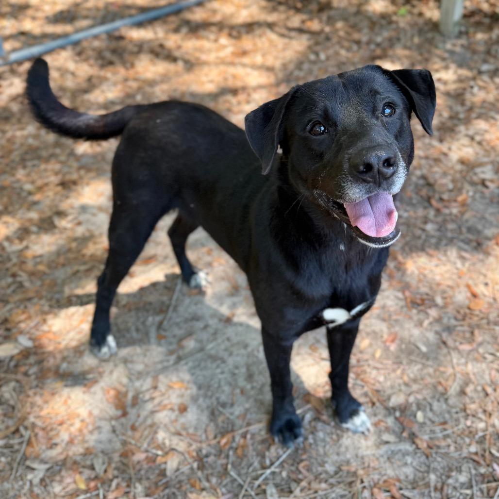 Enlarge Clyde, a Adoptable Mixed Breed in Milton, FL image 5/6